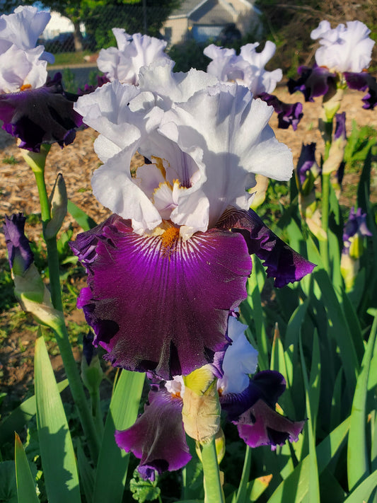 Brings Me Joy (NEW REGISTERED IRIS)
