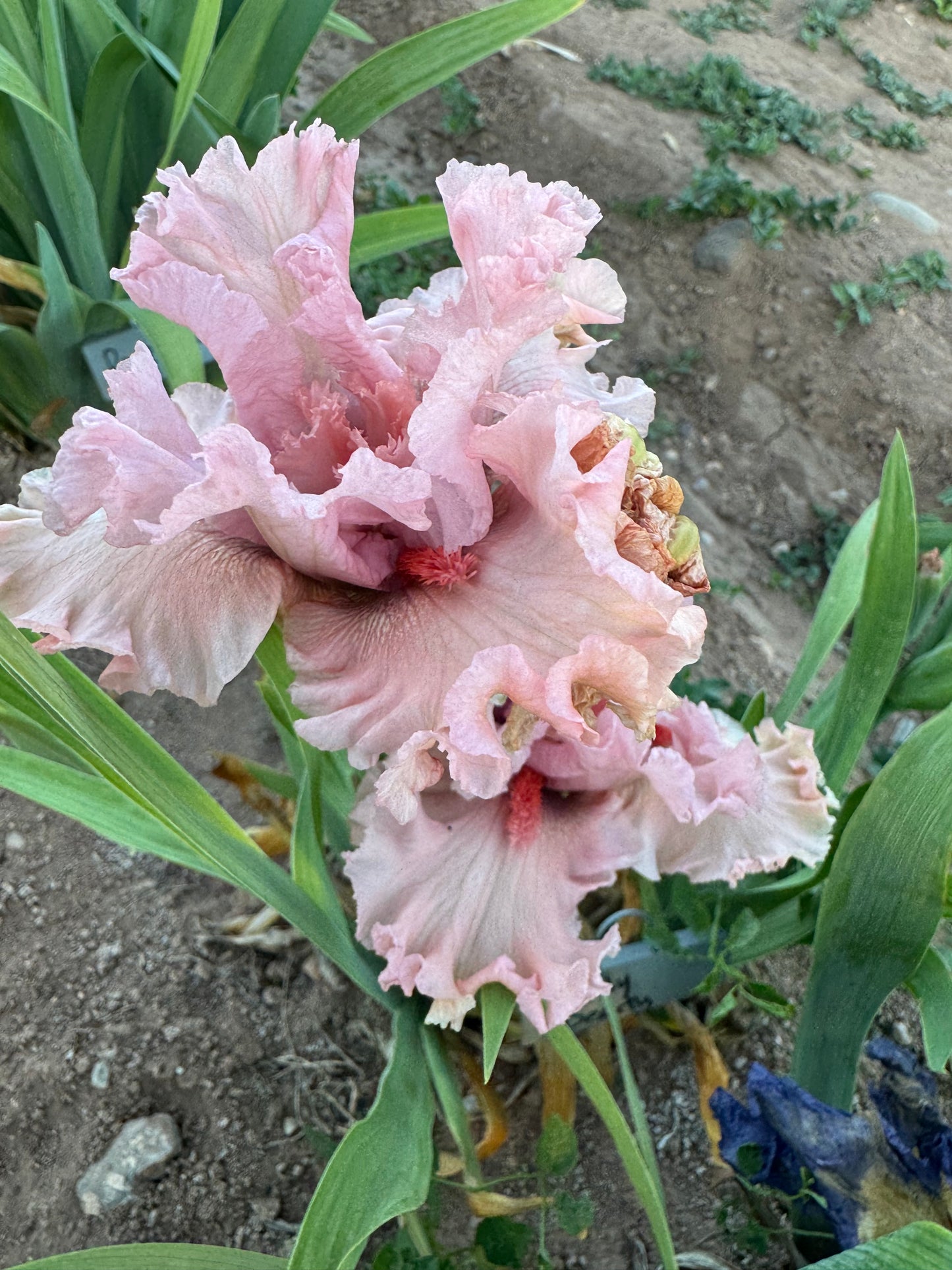 Bubbly Beauty