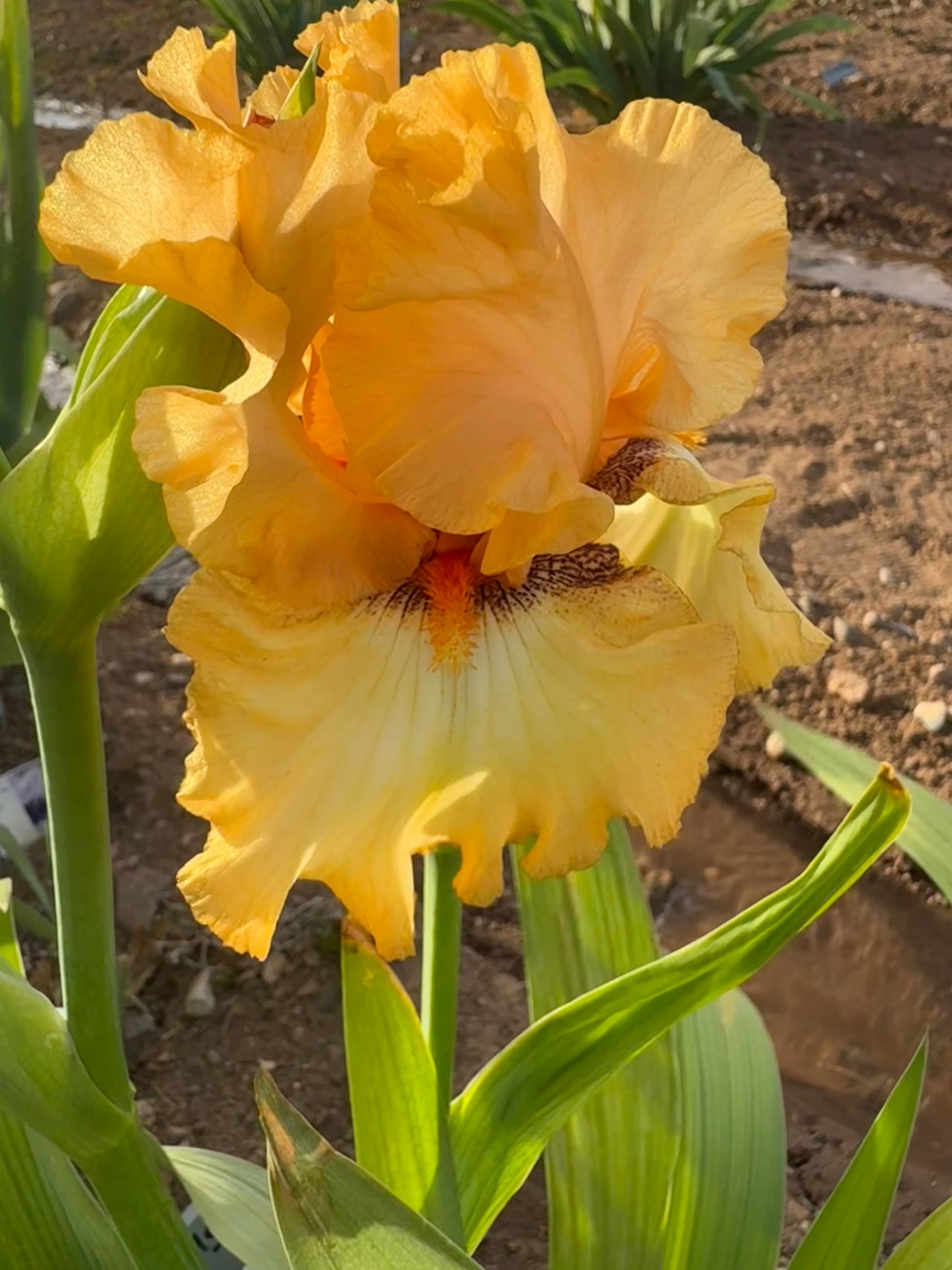 Butterlicious