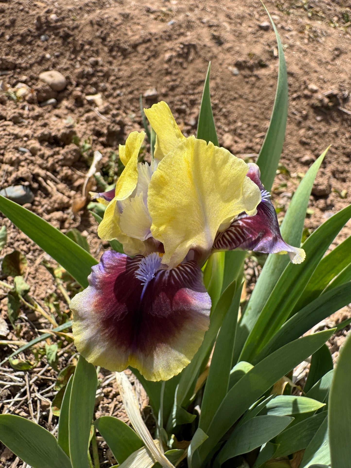 Noid 48.35 Yellow/maroon dwarf