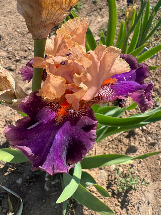 Petalpalooza