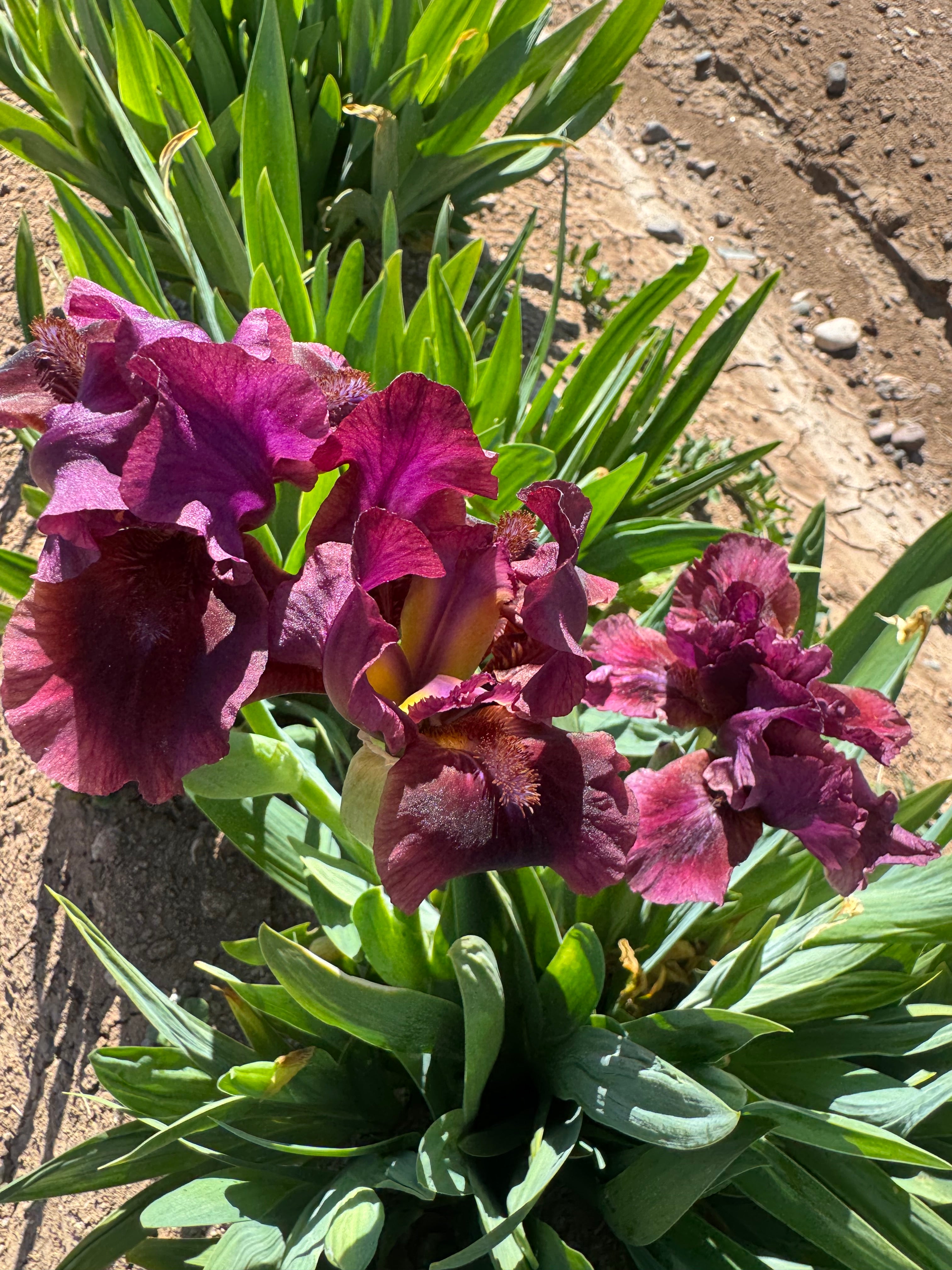Ruffles Ripple Nut Ruffles – Ripple Effect Iris Farm
