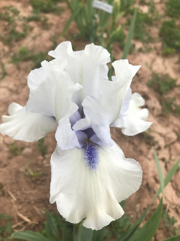 Code of Honor – Ripple Effect Iris Farm