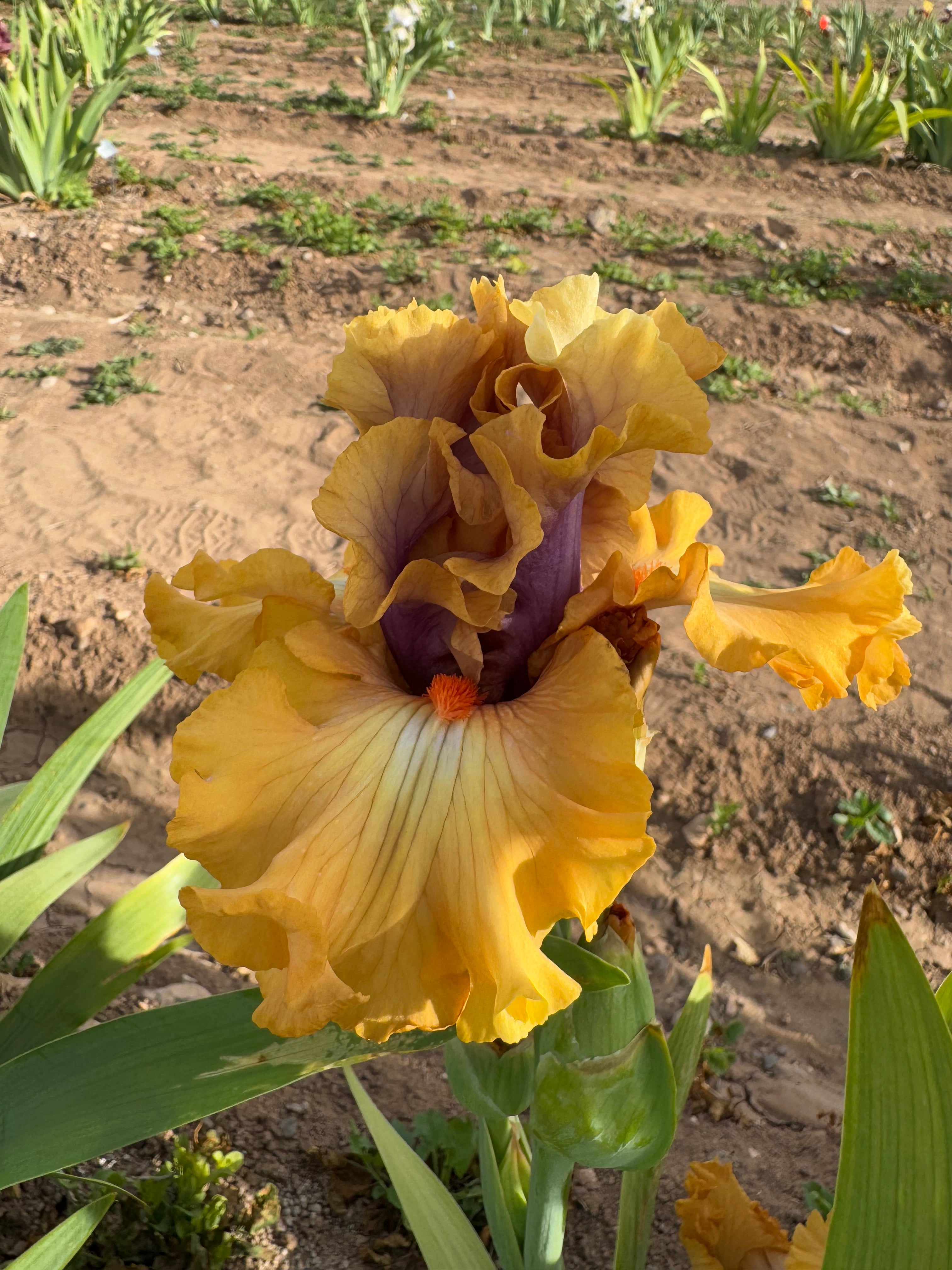 Color Caper Color Capers – Ripple Effect Iris Farm