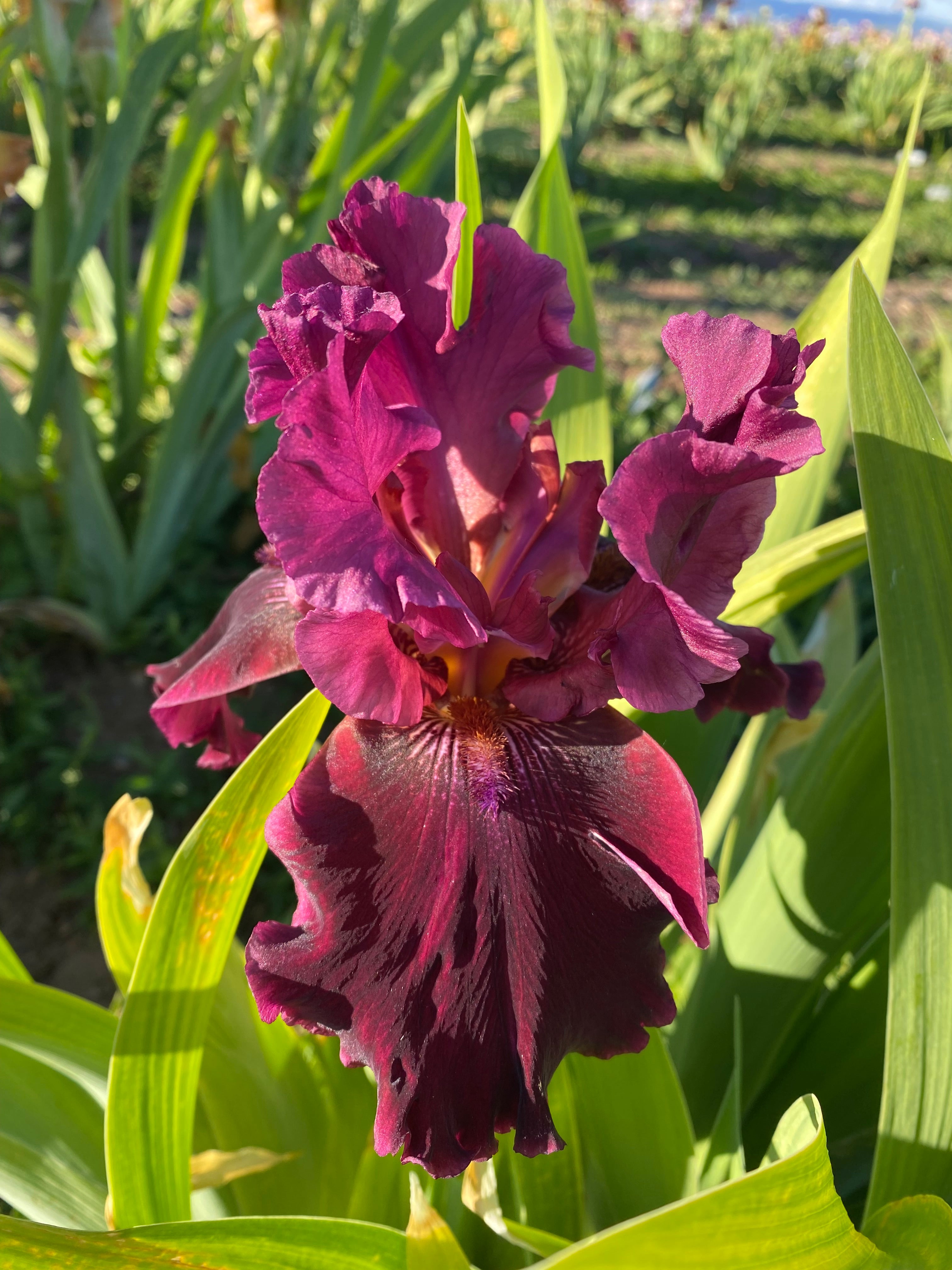 Red Rabbit Iris Company Red – Ripple Effect Iris Farm