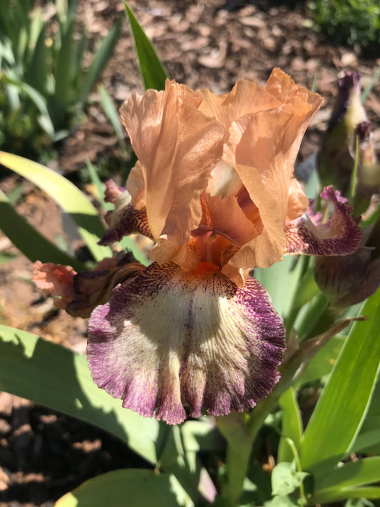 Noid 8.20 Peach violet