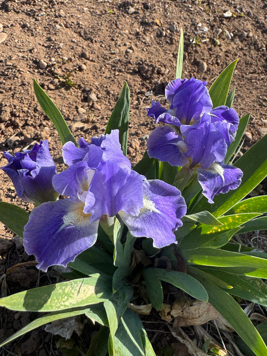 Noid 48.15 light lavender dwarf