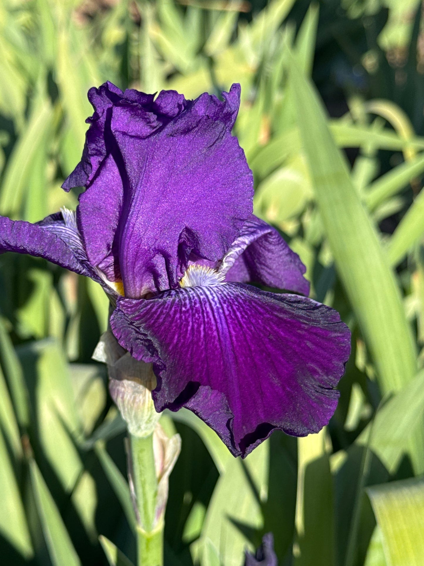 Noid 29.2 Purple