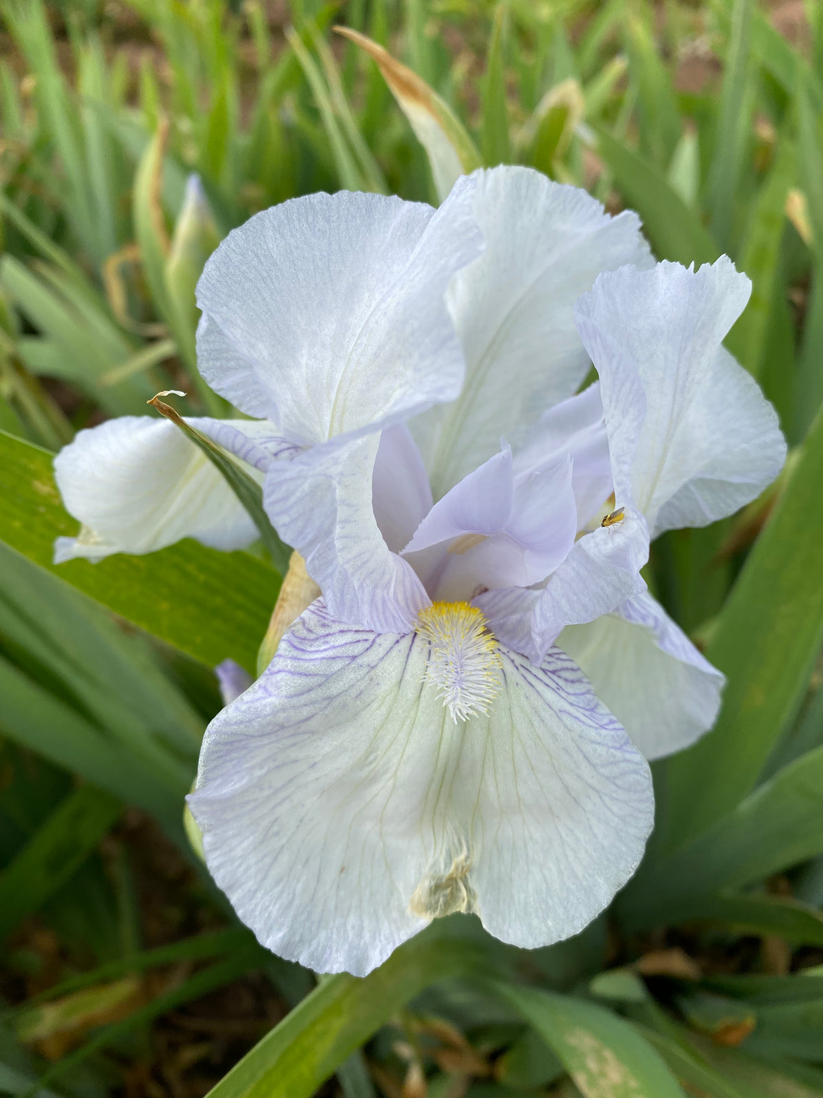 Shell Cottage Ripple English Cottage – Ripple Effect Iris Farm