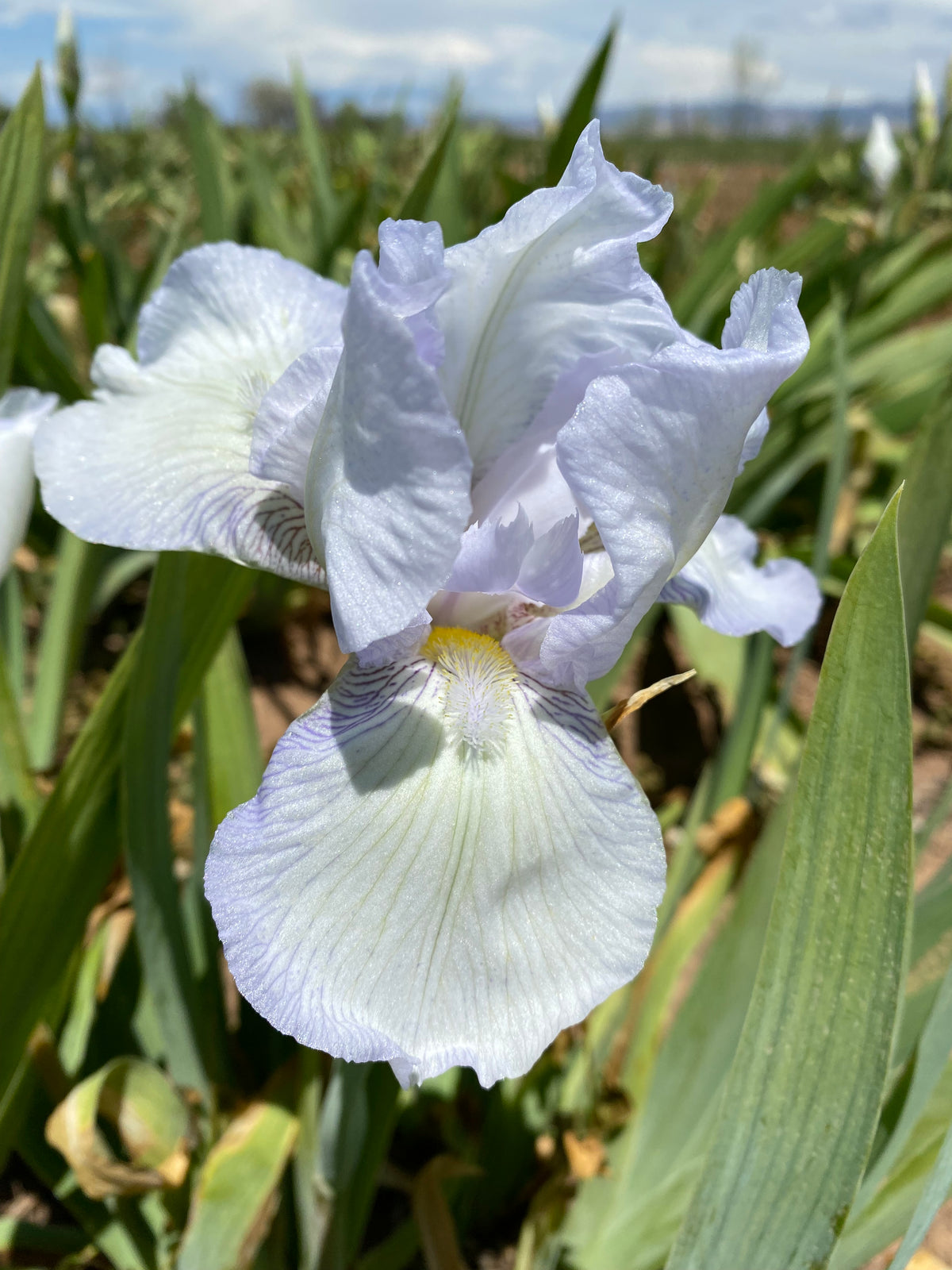 Shell Cottage Ripple English Cottage – Ripple Effect Iris Farm