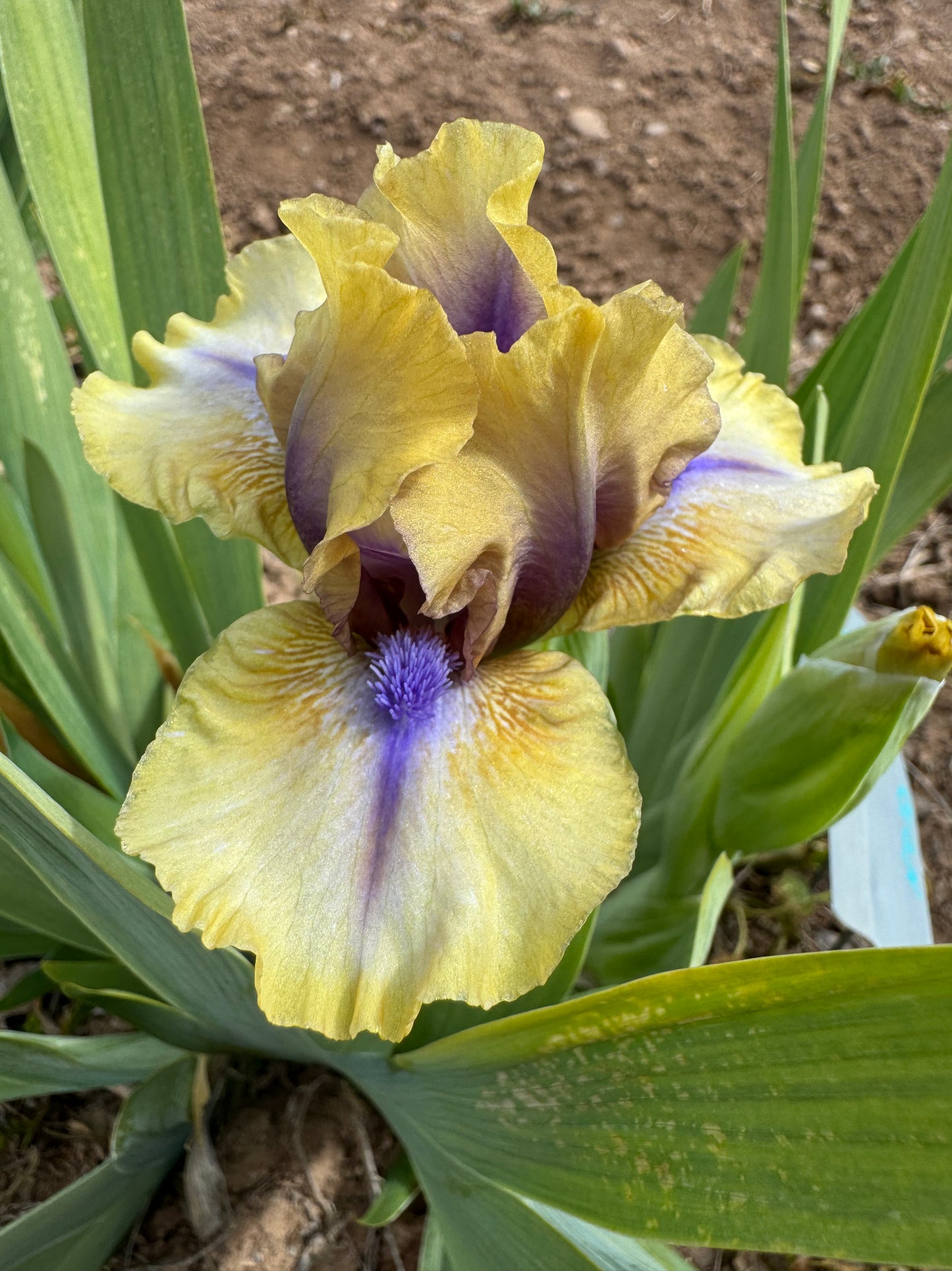 Noid 190121 (seedling from Janie Frye - will be introduced in future)