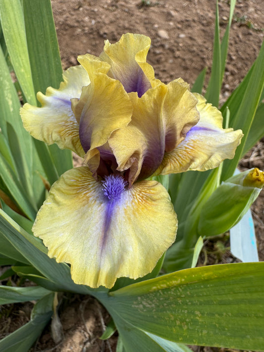 Noid 190121 (seedling from Janie Frye - will be introduced in future)