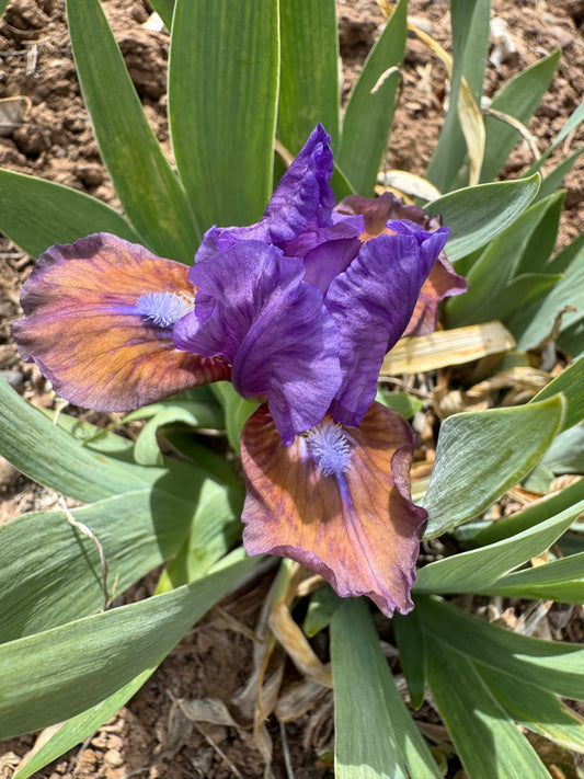 Noid 48.12 Purple/orange dwarf