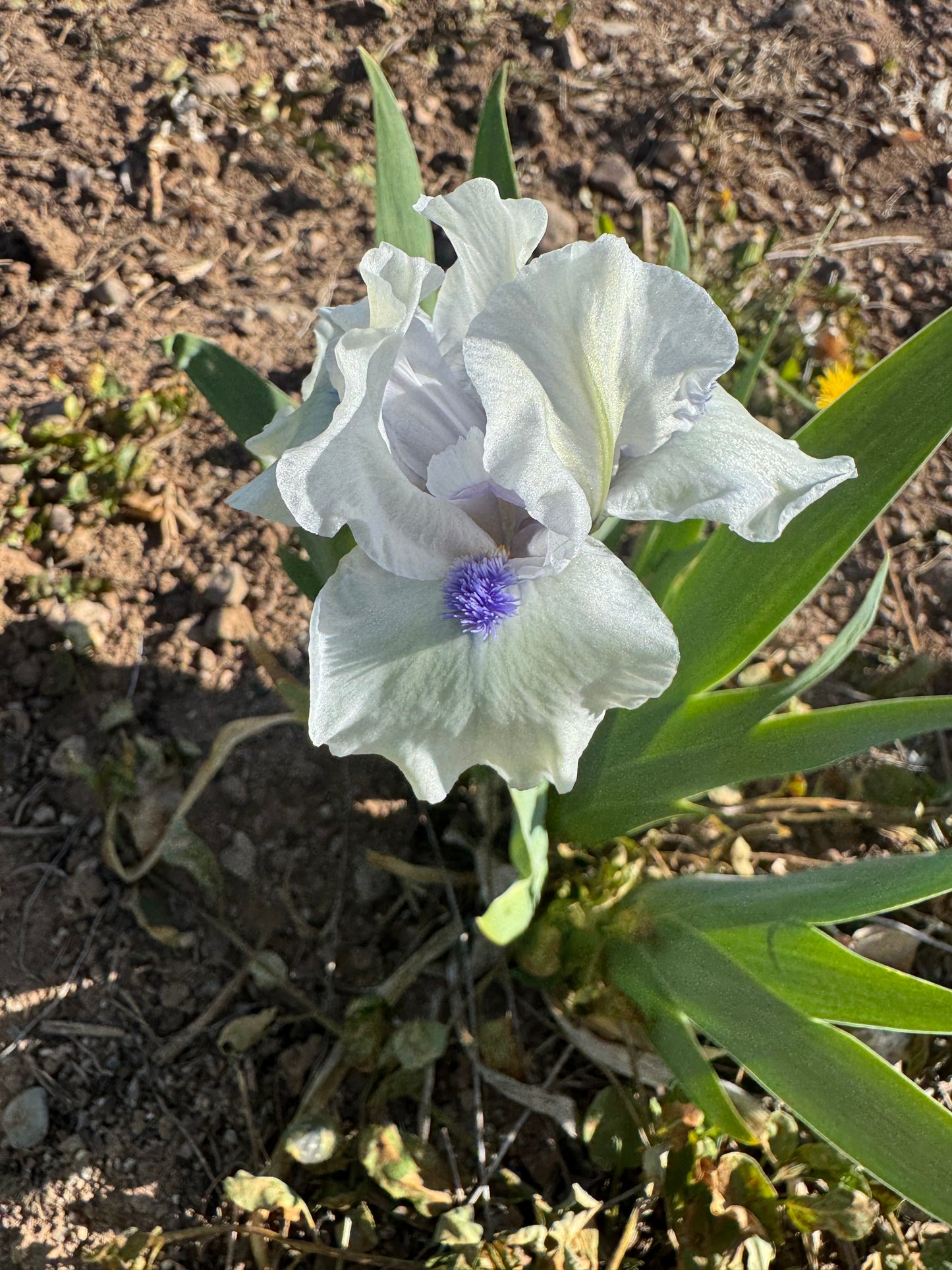 Bluebeard's Ghost