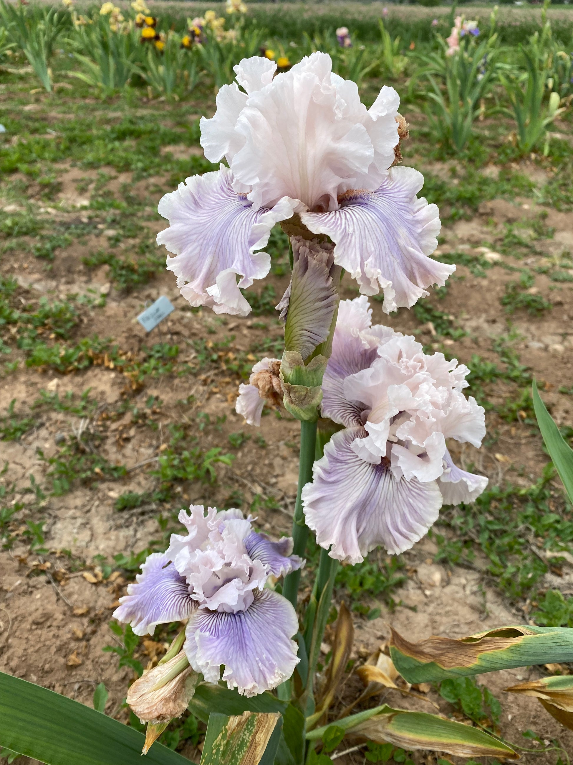 Haunted Heart – Ripple Effect Iris Farm