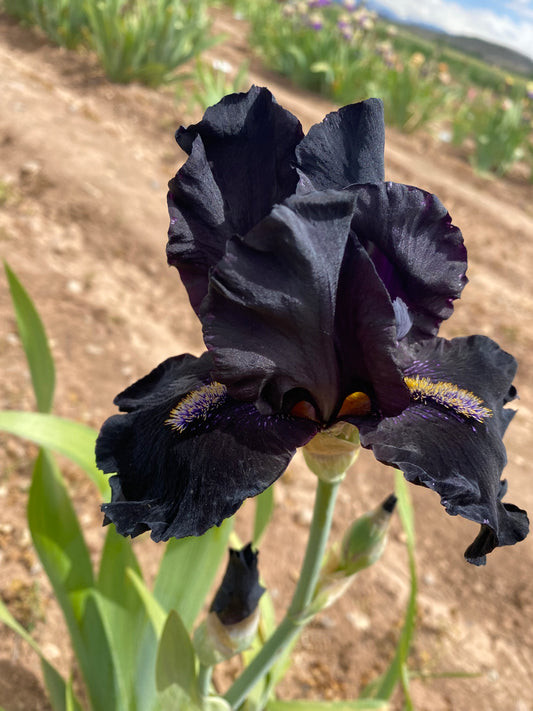 Here Comes the Night