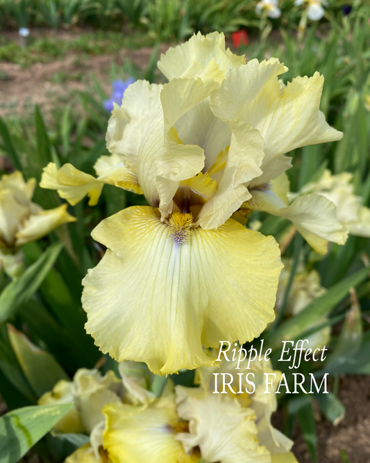 Variety box 21+ colors