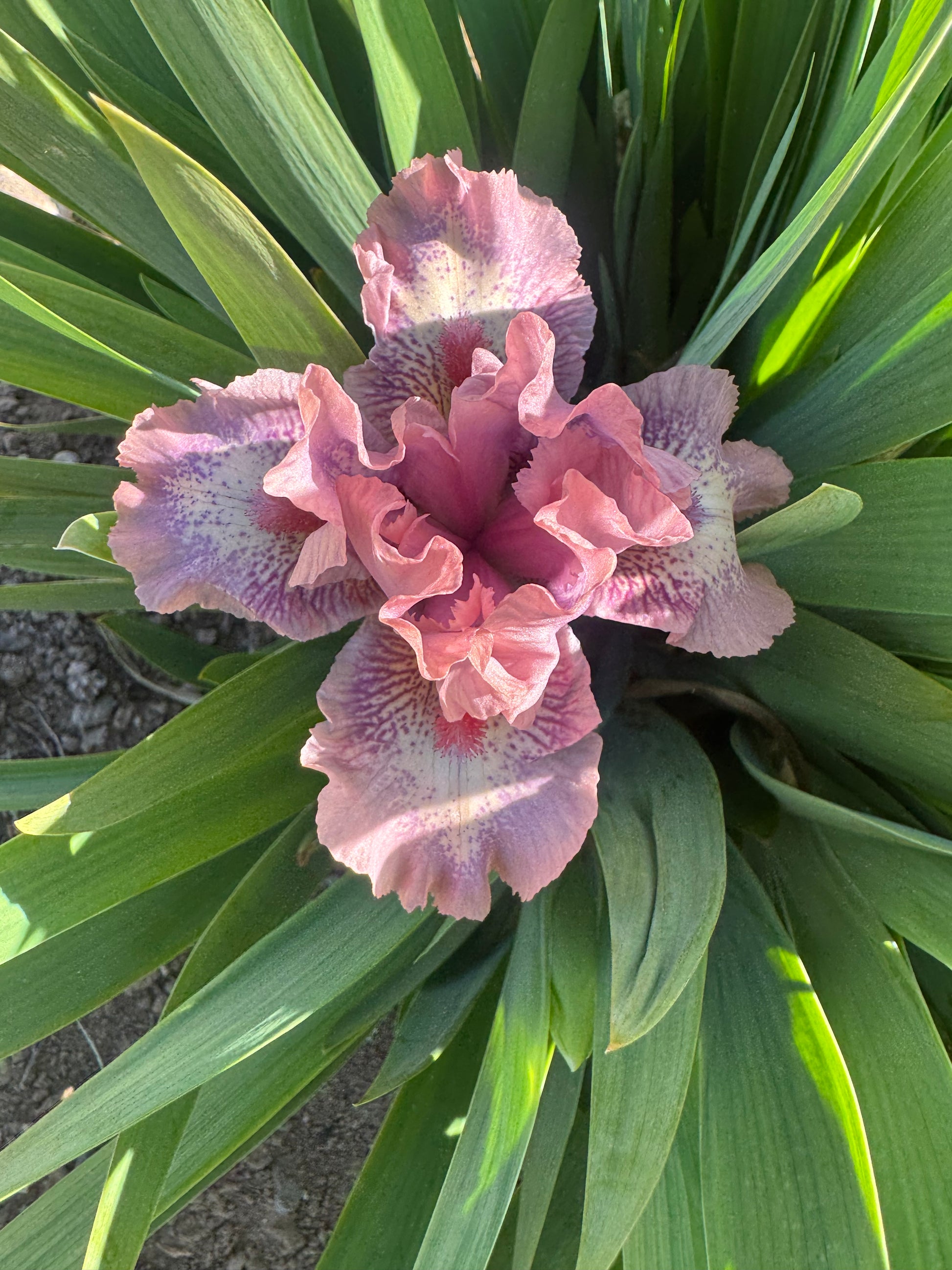 Raspberry Ice – Ripple Effect Iris Farm