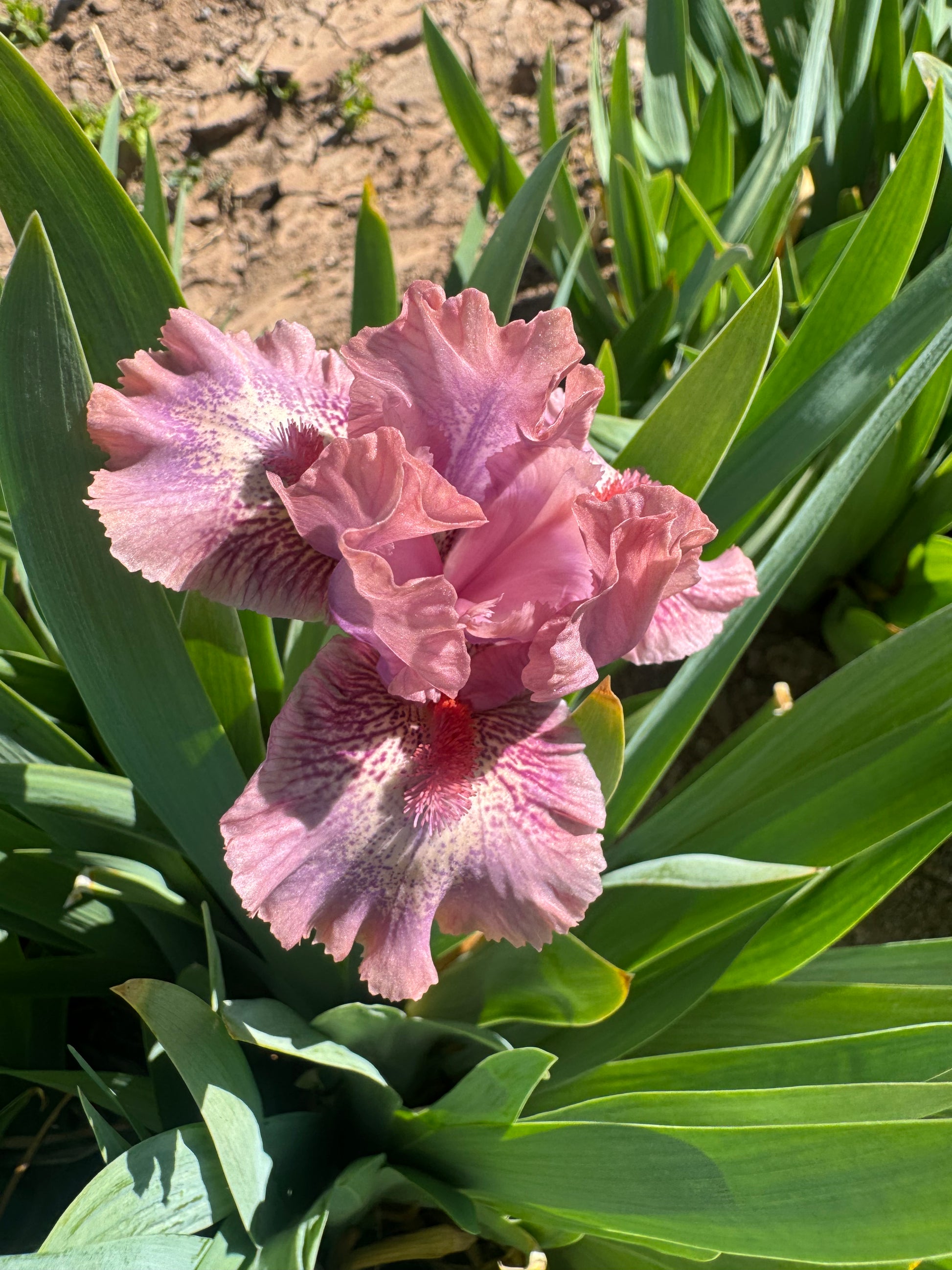 Raspberry Ice – Ripple Effect Iris Farm