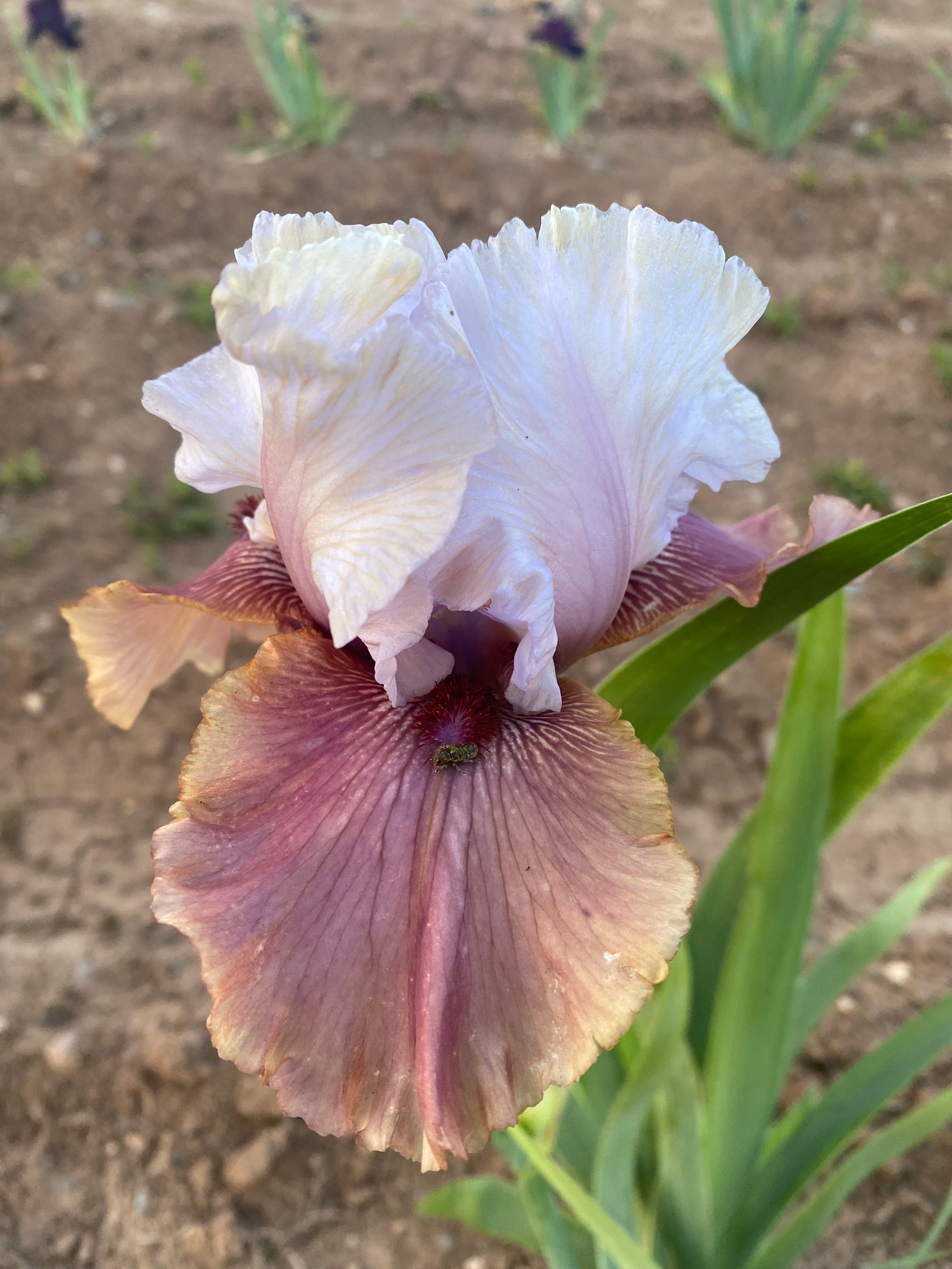 Imprimis Ripple Effect Iris Farm