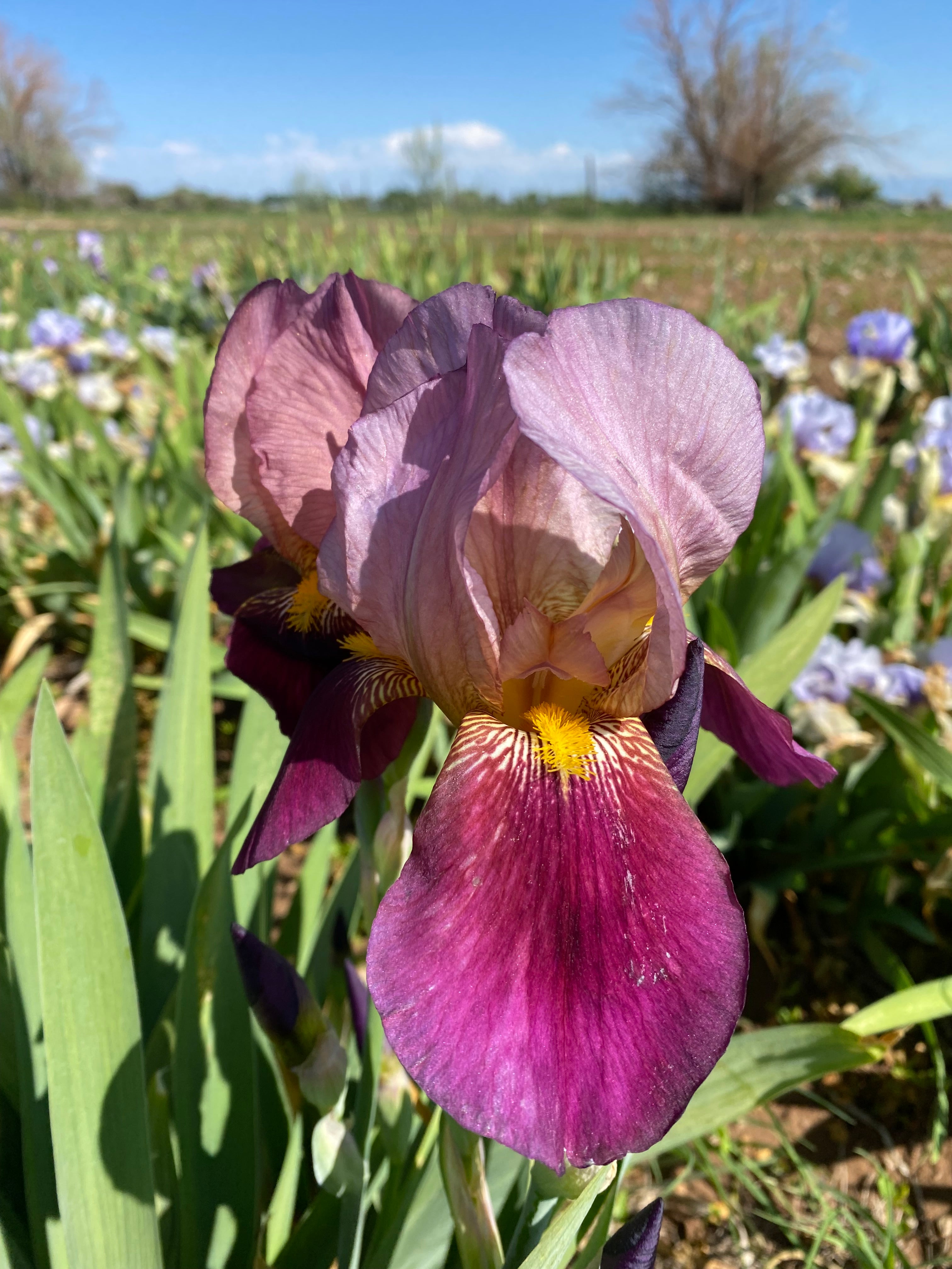Chief Murmuring Ripple Indian Chief – Ripple Effect Iris Farm