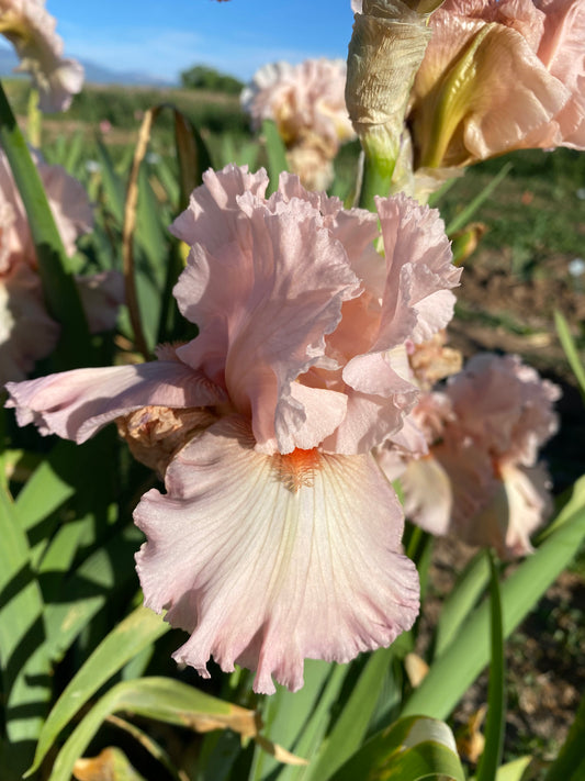 International Fashion