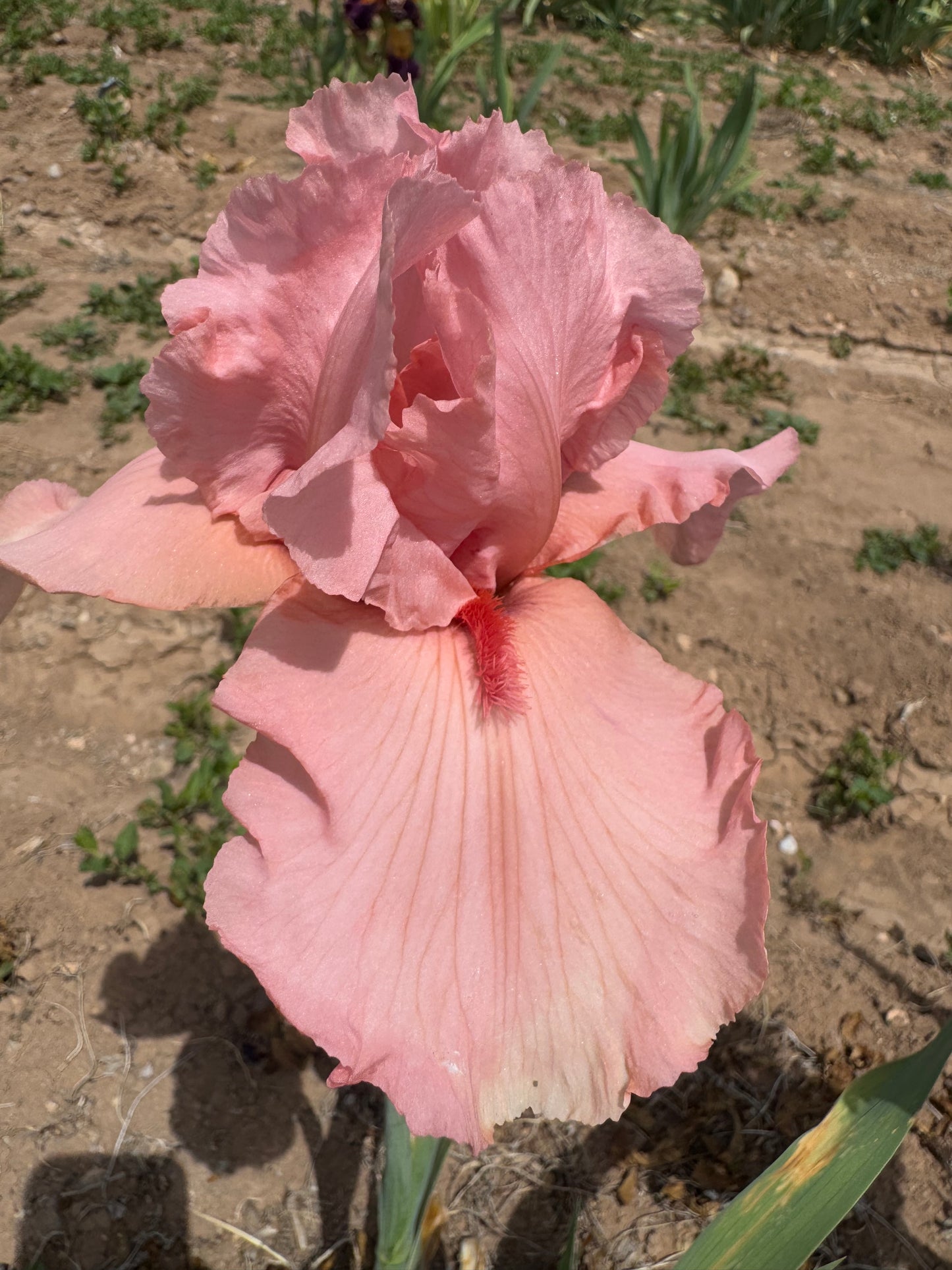 I Pink I Can