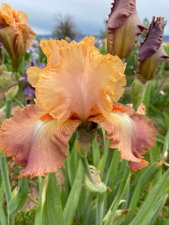 Iris B Riley Life of Riley – Ripple Effect Iris Farm