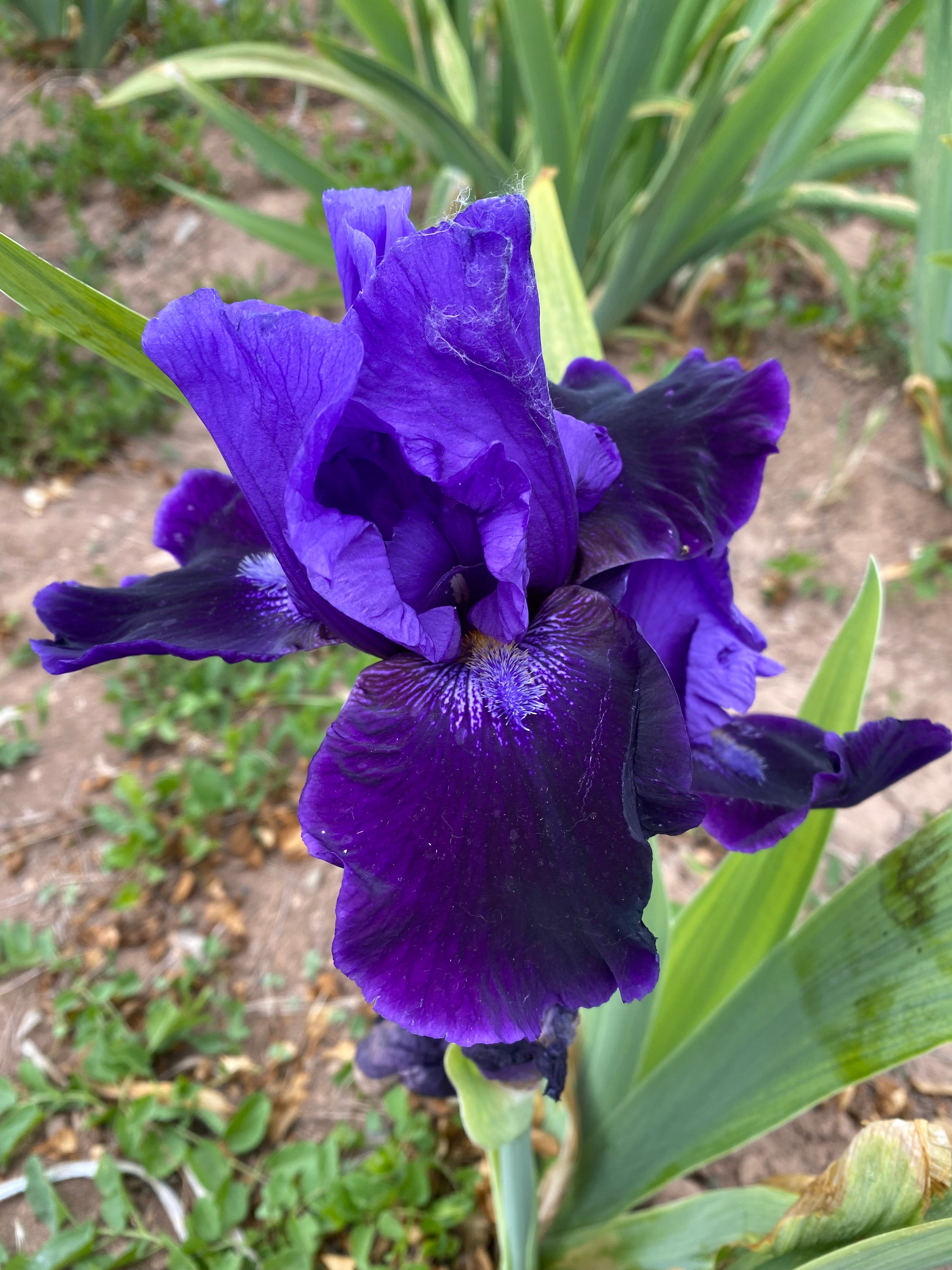 Matt McNames – Ripple Effect Iris Farm