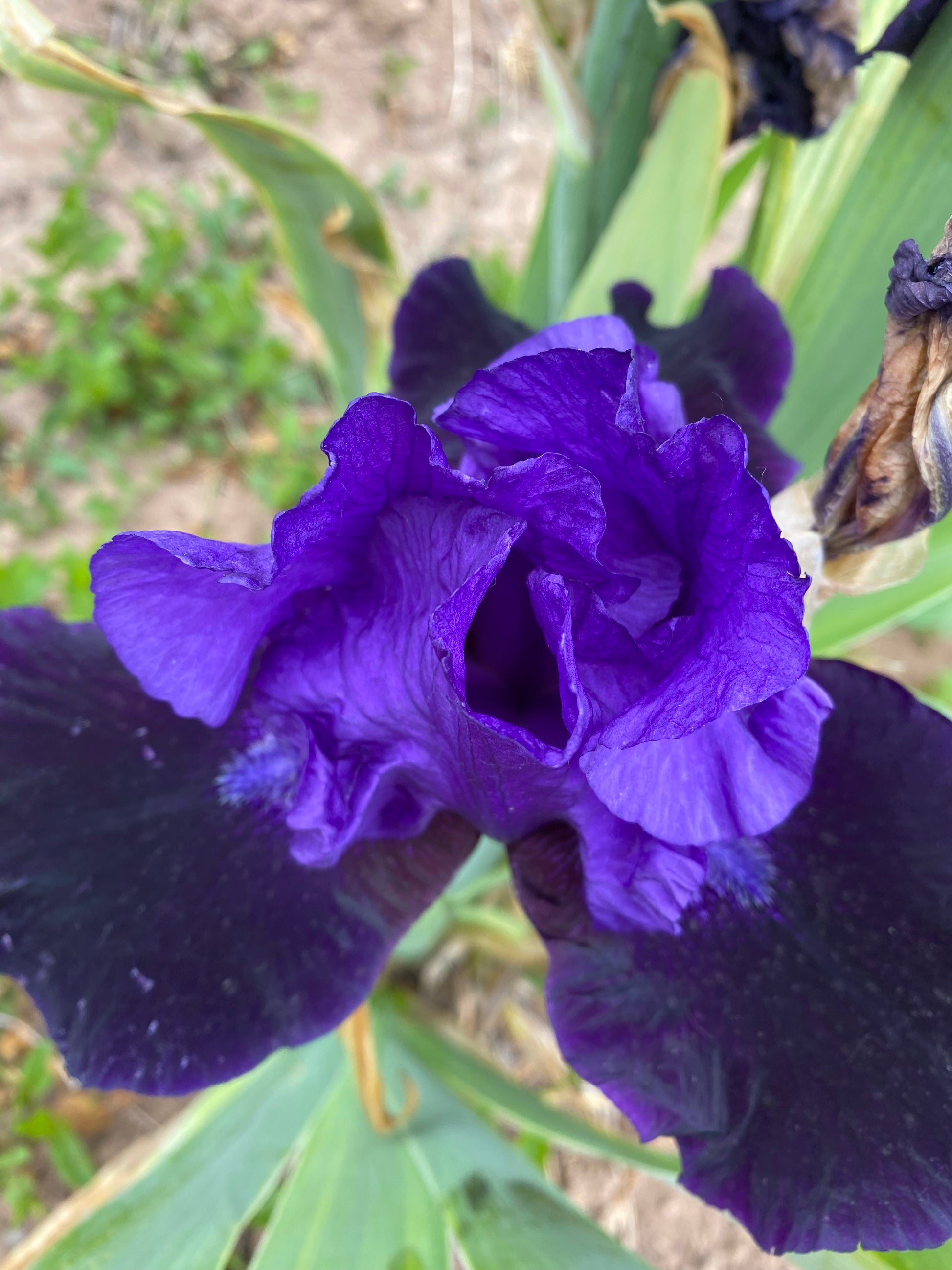 Matt McNames – Ripple Effect Iris Farm