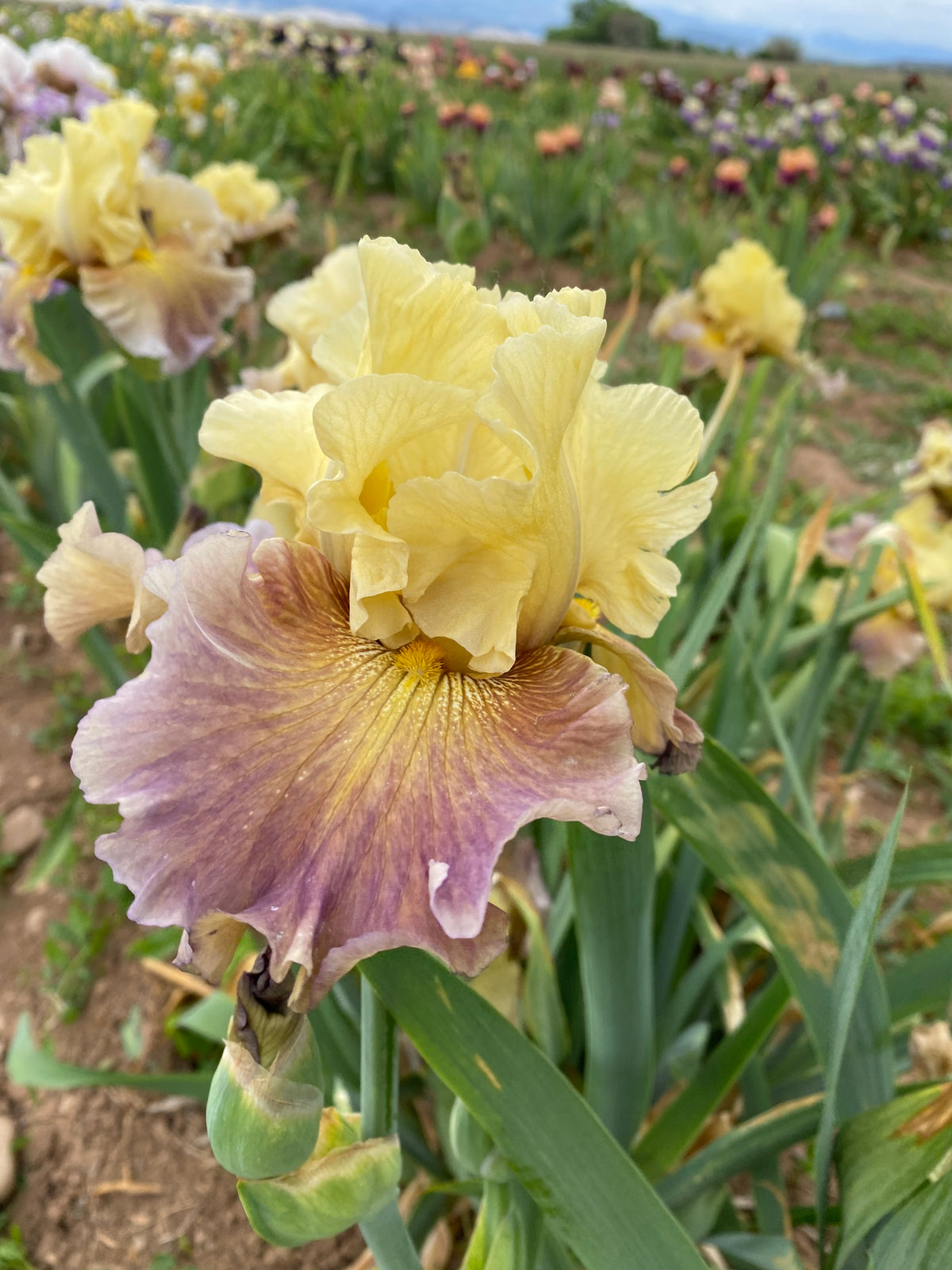 Misty Ridge Misty Ridge – Ripple Effect Iris Farm