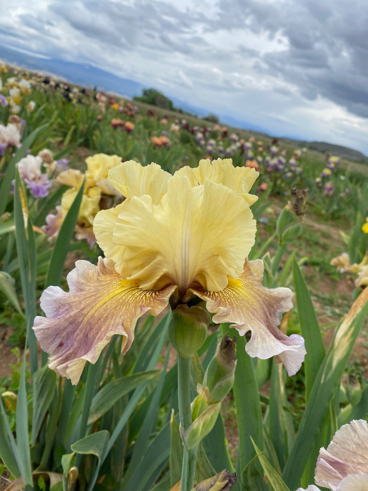 Misty Ridge Misty Ridge – Ripple Effect Iris Farm