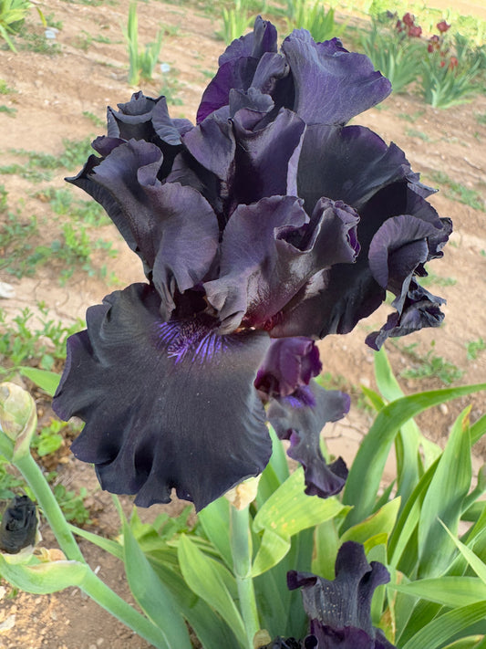 Noid 42.9 (B11) Black