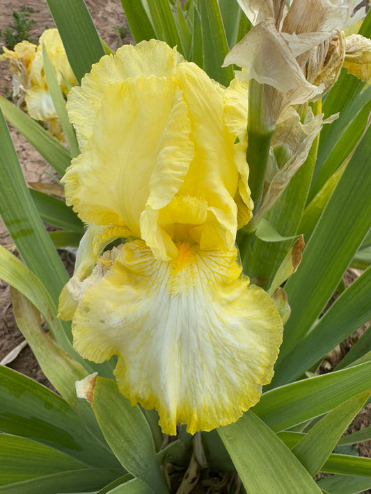 Noid 44.28 Light Yellow Rebloomer