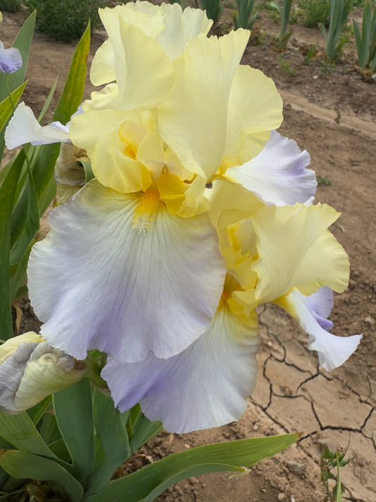 Noid 44.29 Light Yellow/ Light purple