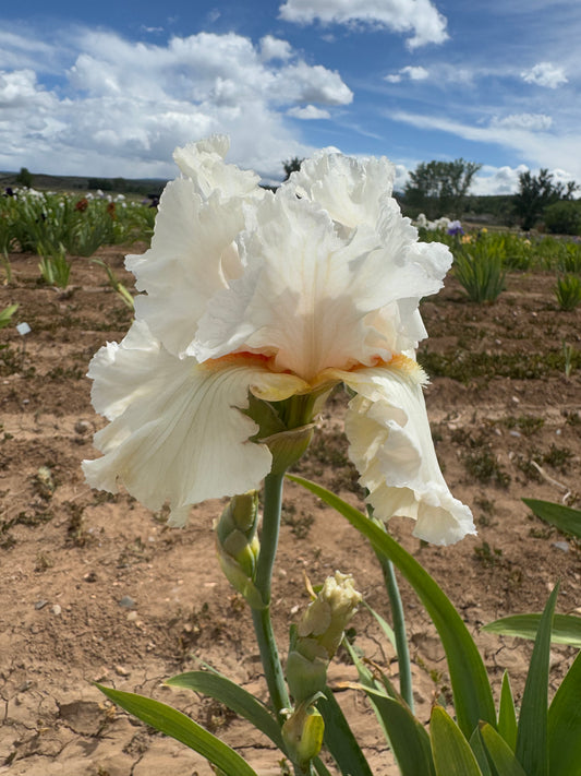 Noid 5.18 Creamy light pink