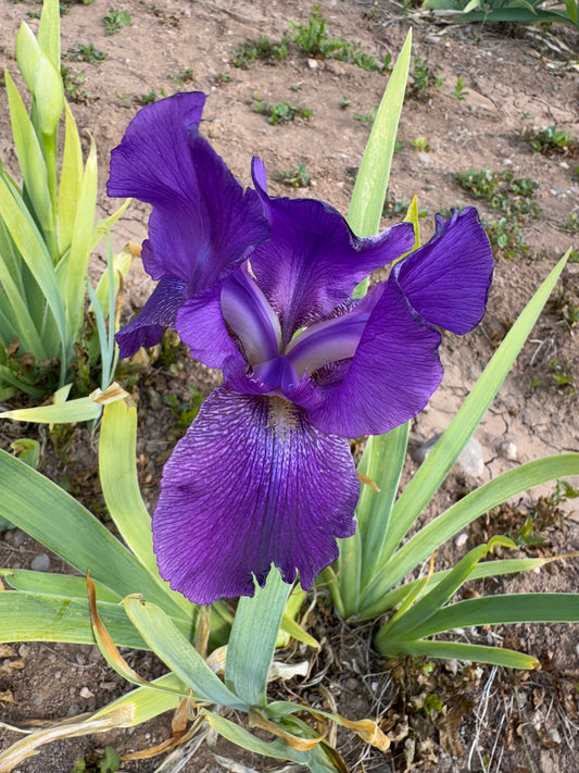 Noid 557 (42.16) Purple