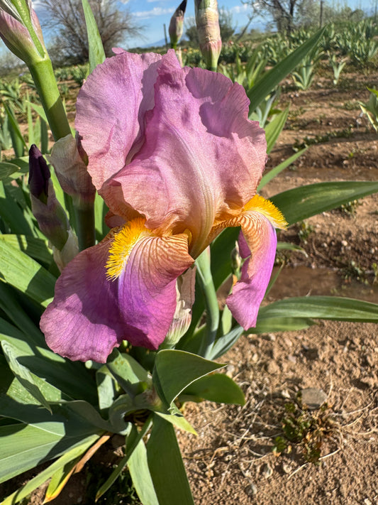 Noid 8.21 (13.2) Pink Copper