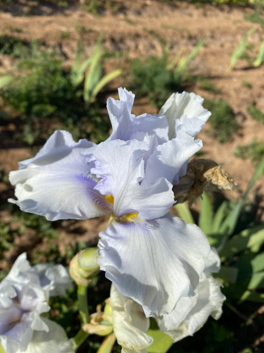 Noid 28.6 Light Blue