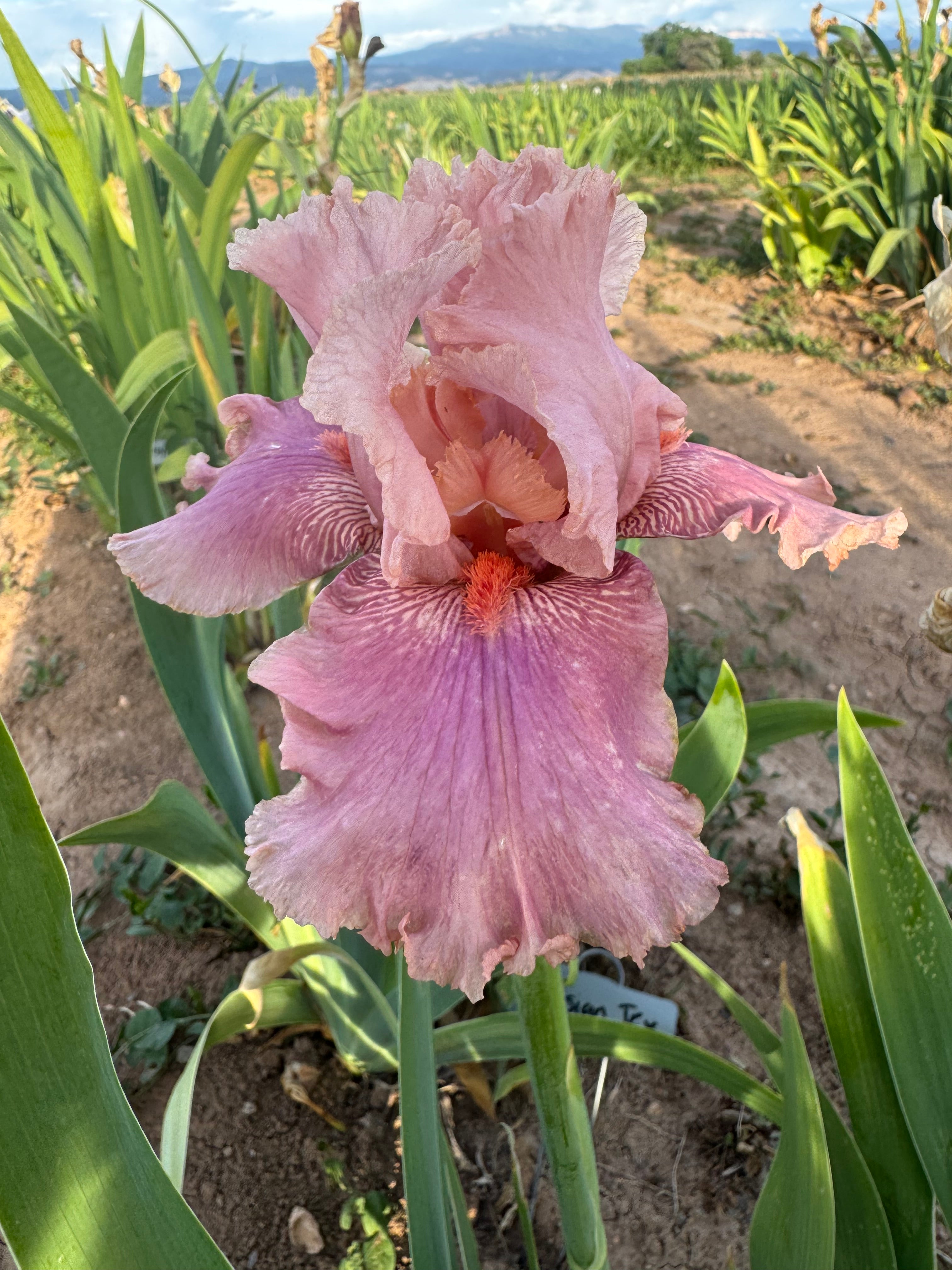 Okapi Poppy – Ripple Effect Iris Farm