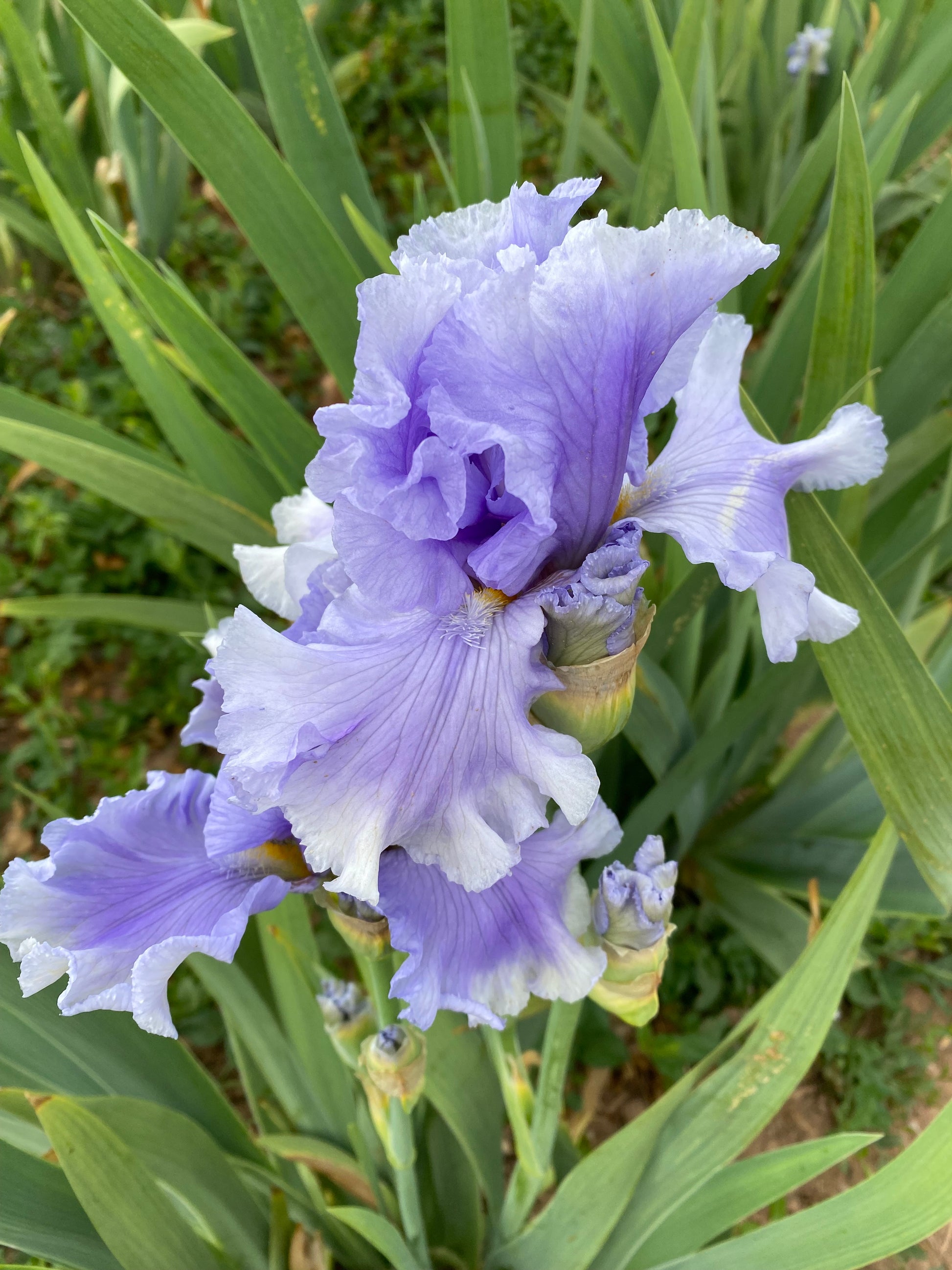 Pond Ripples – Ripple Effect Iris Farm