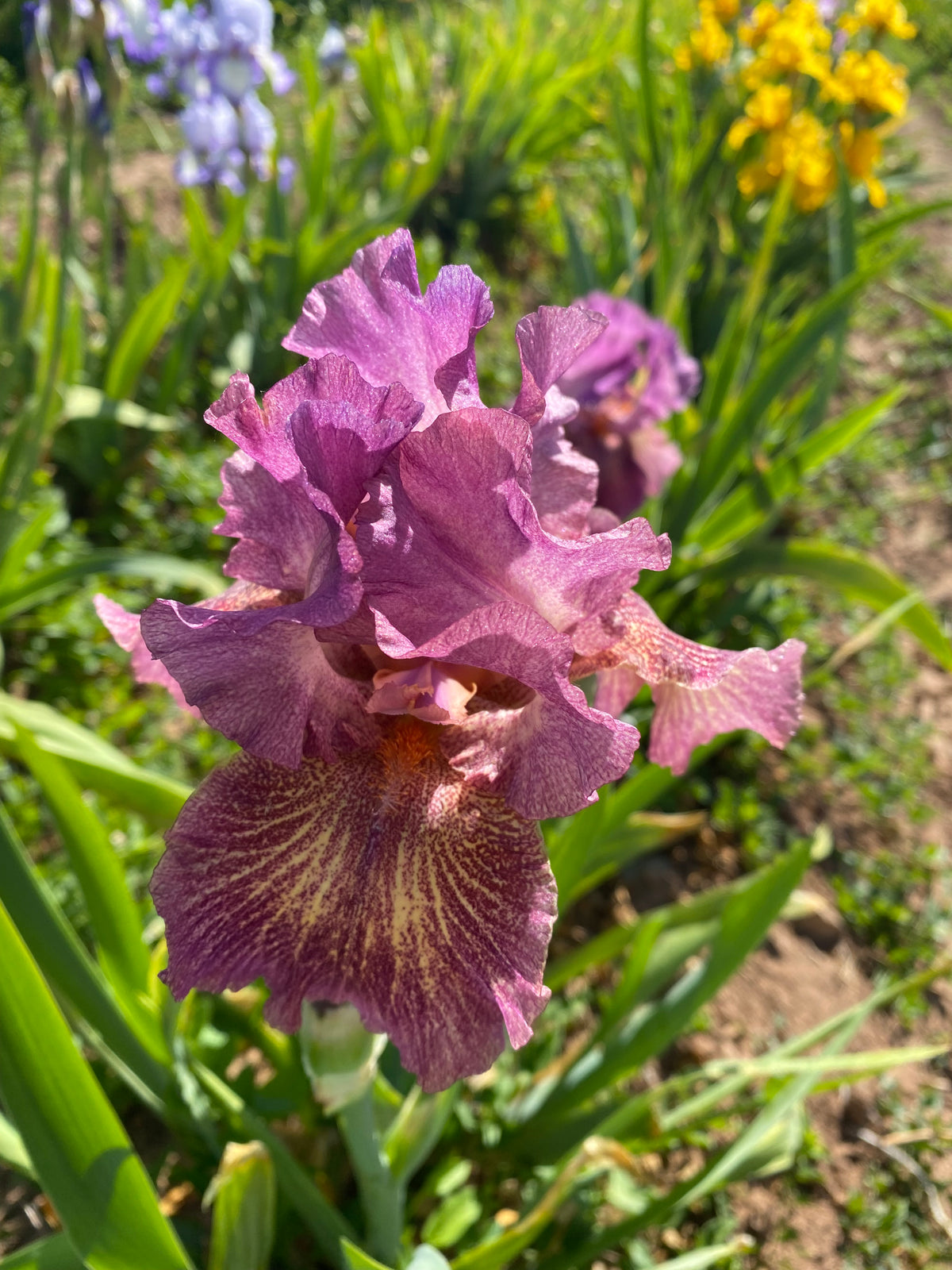 Calico Ripple Queen in Calico – Ripple Effect Iris Farm