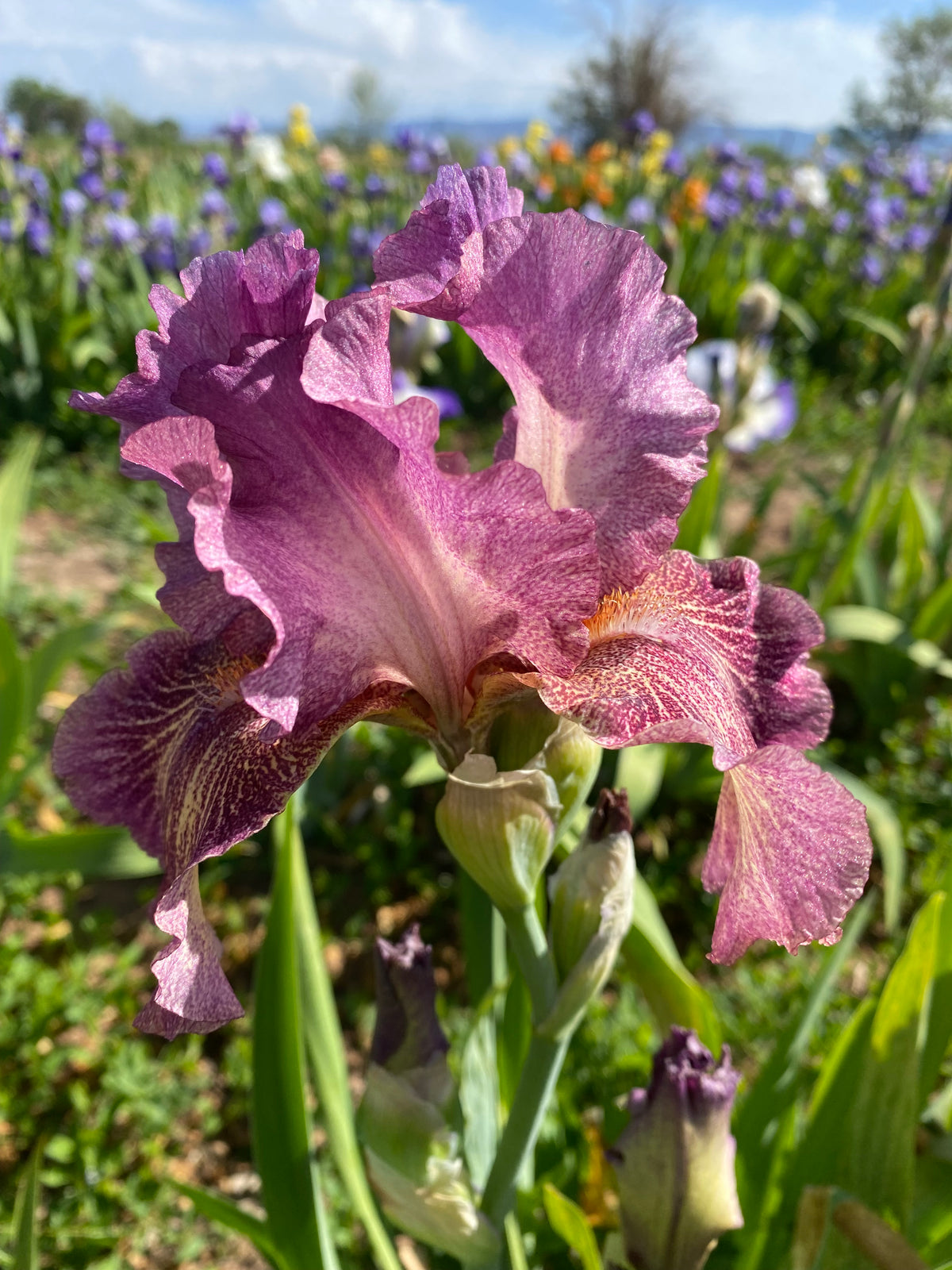 Calico Ripple Queen in Calico – Ripple Effect Iris Farm