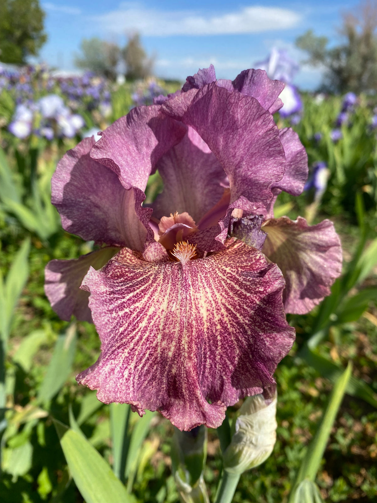 Calico Ripple Queen in Calico – Ripple Effect Iris Farm