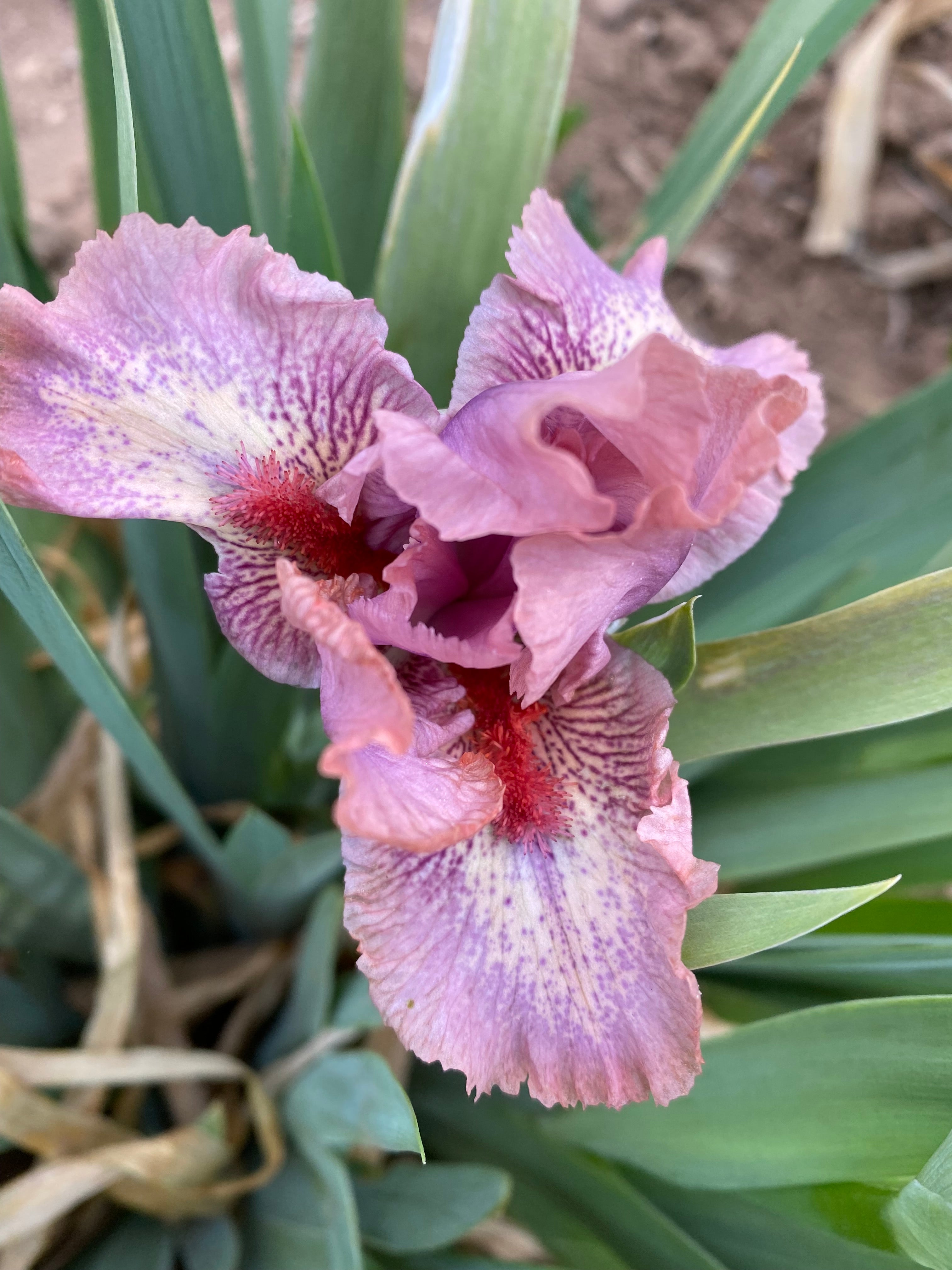 Raspberry Ice – Ripple Effect Iris Farm
