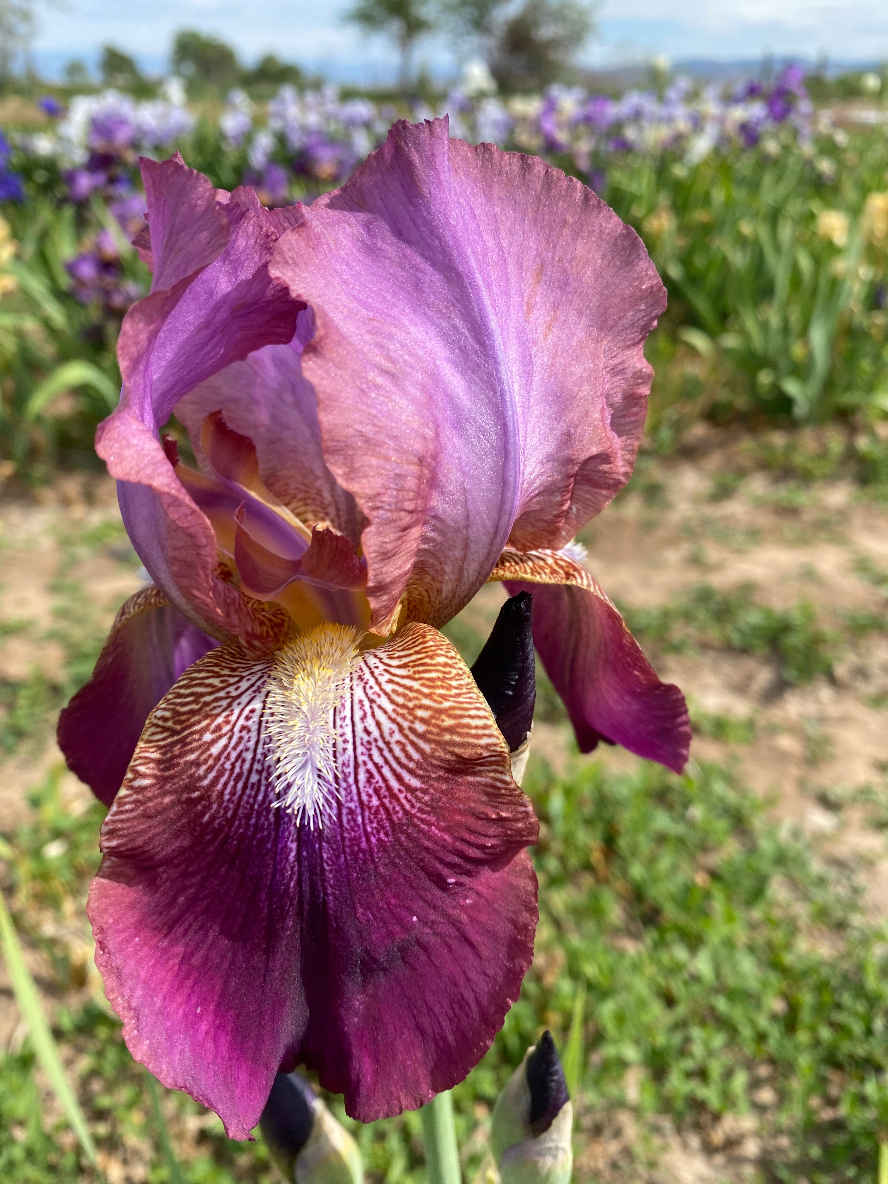 Wild Ripple Van Rip Van Winkle – Ripple Effect Iris Farm