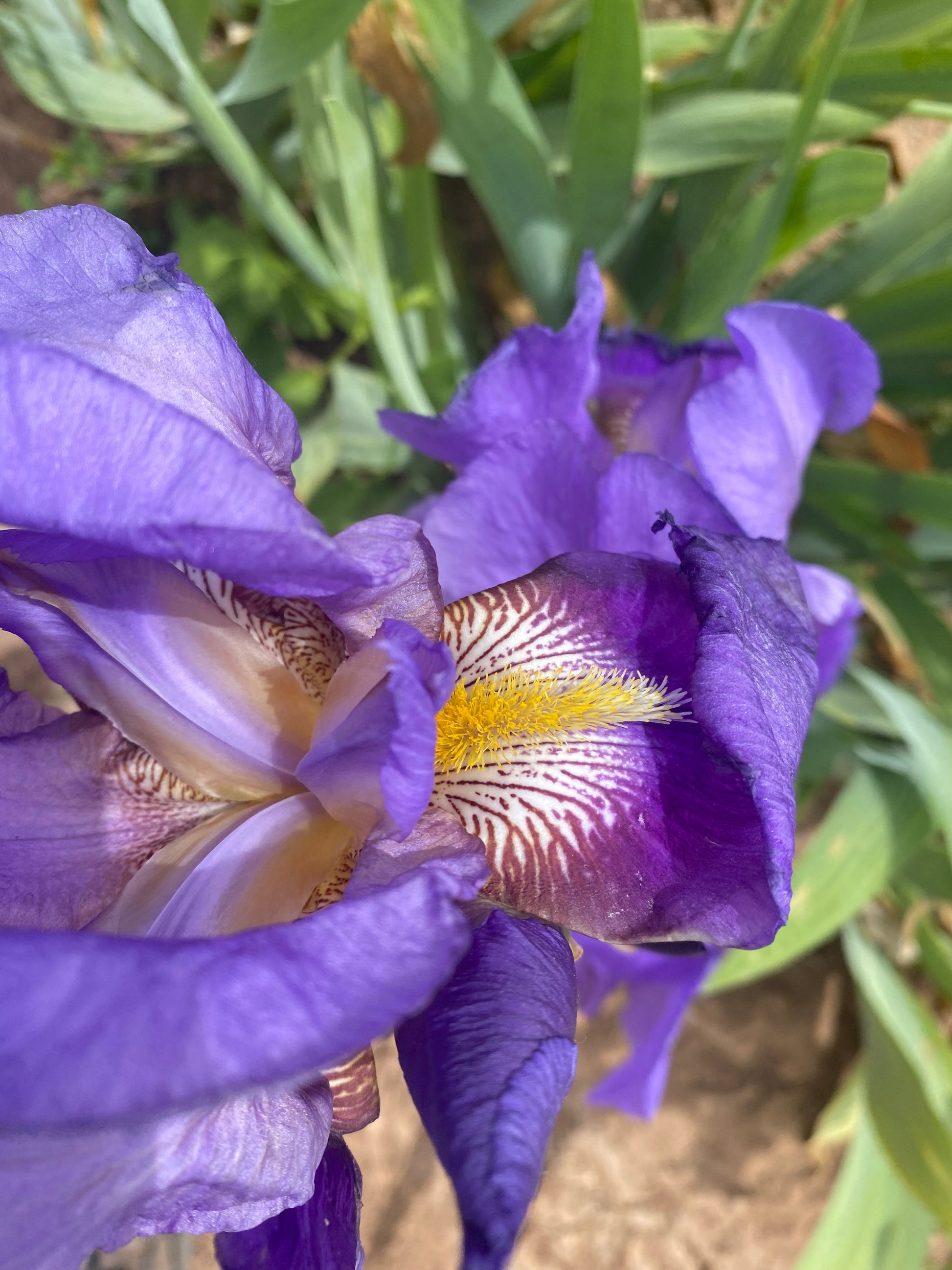 William A Setchell – Ripple Effect Iris Farm