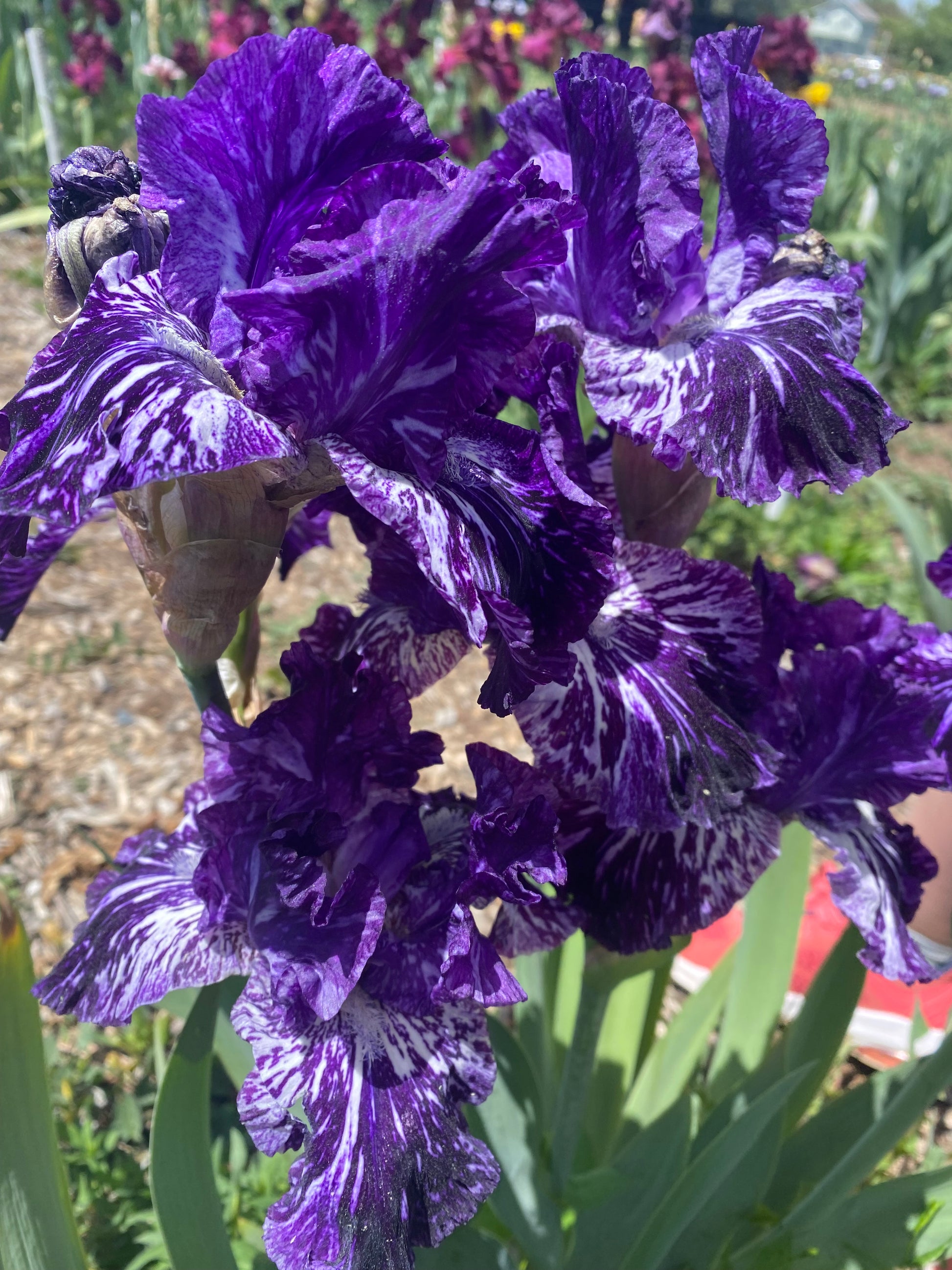 Splatter Matters – Ripple Effect Iris Farm