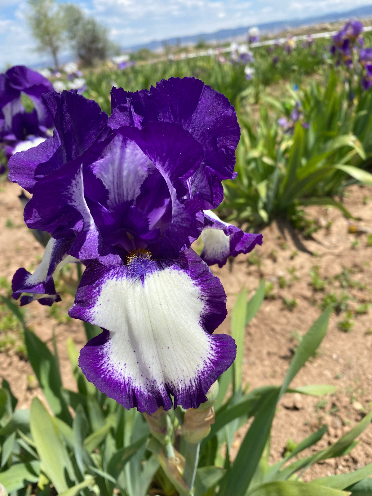 Stepping Ripple Stepping Out – Ripple Effect Iris Farm
