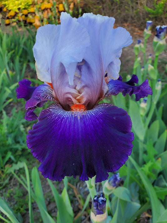 Sunsets Over San Juans (NEW REGISTERED IRIS)